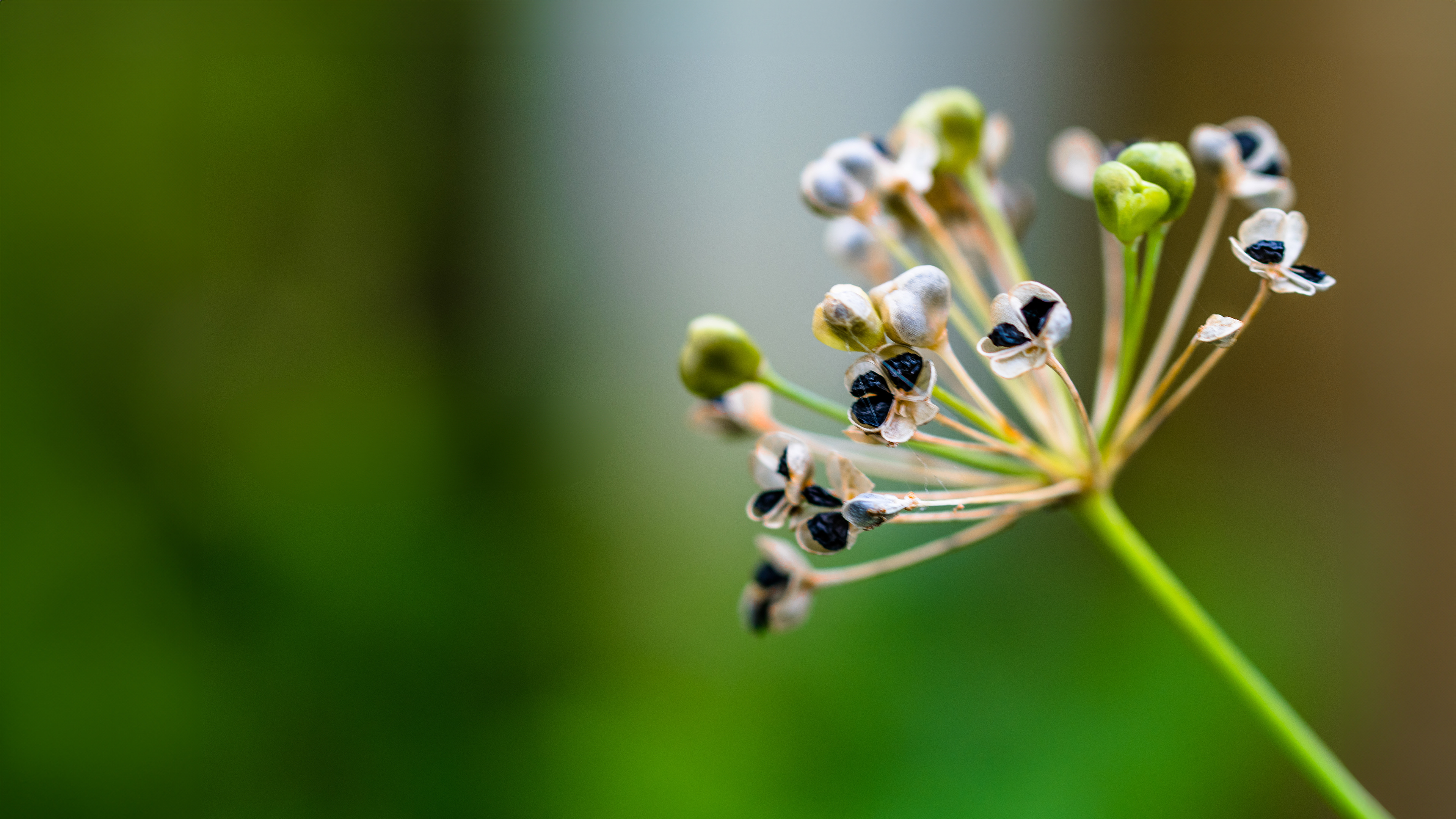 Garlic Chive Seed Pods