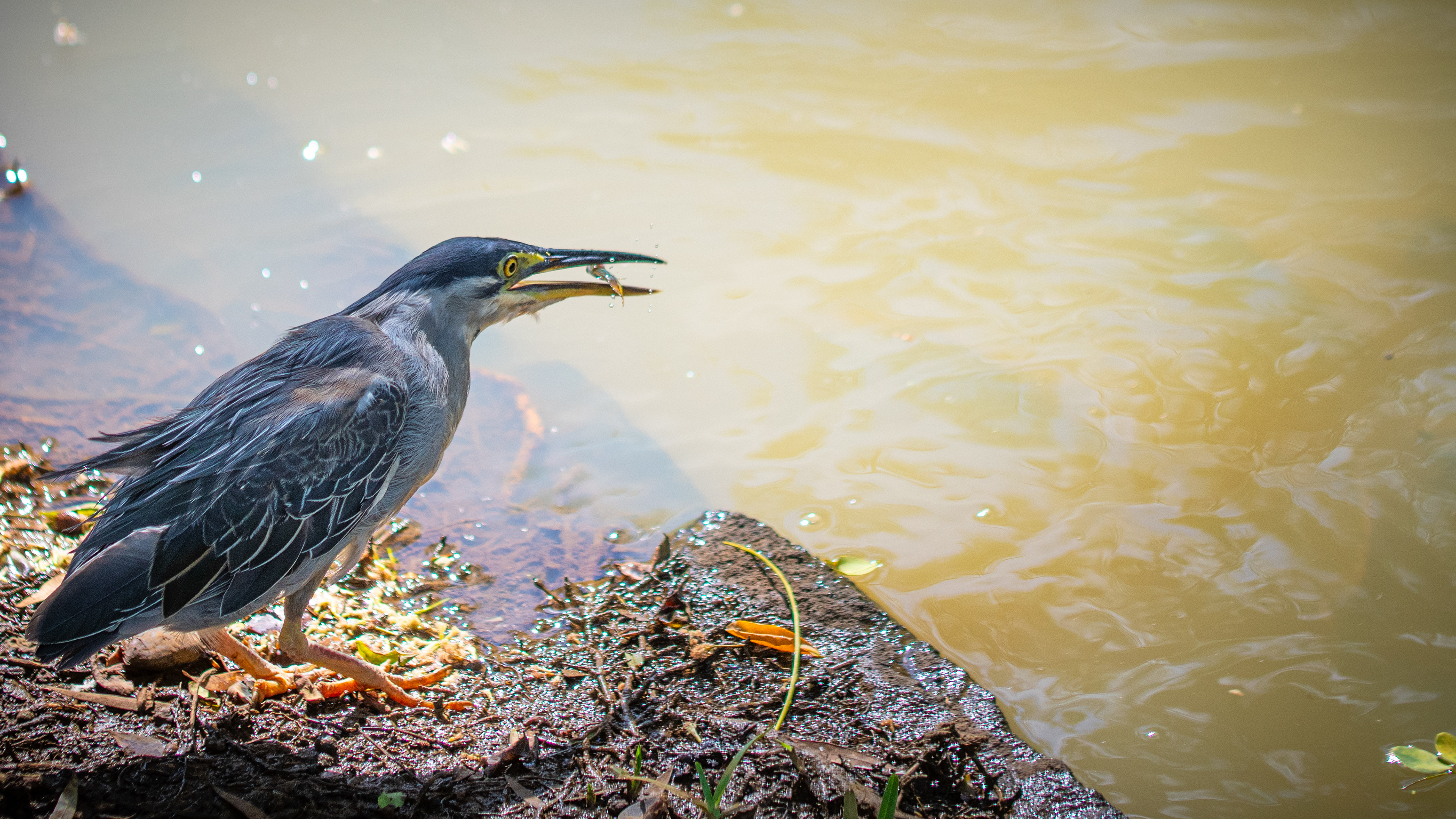 Kingfisher busy catching fish