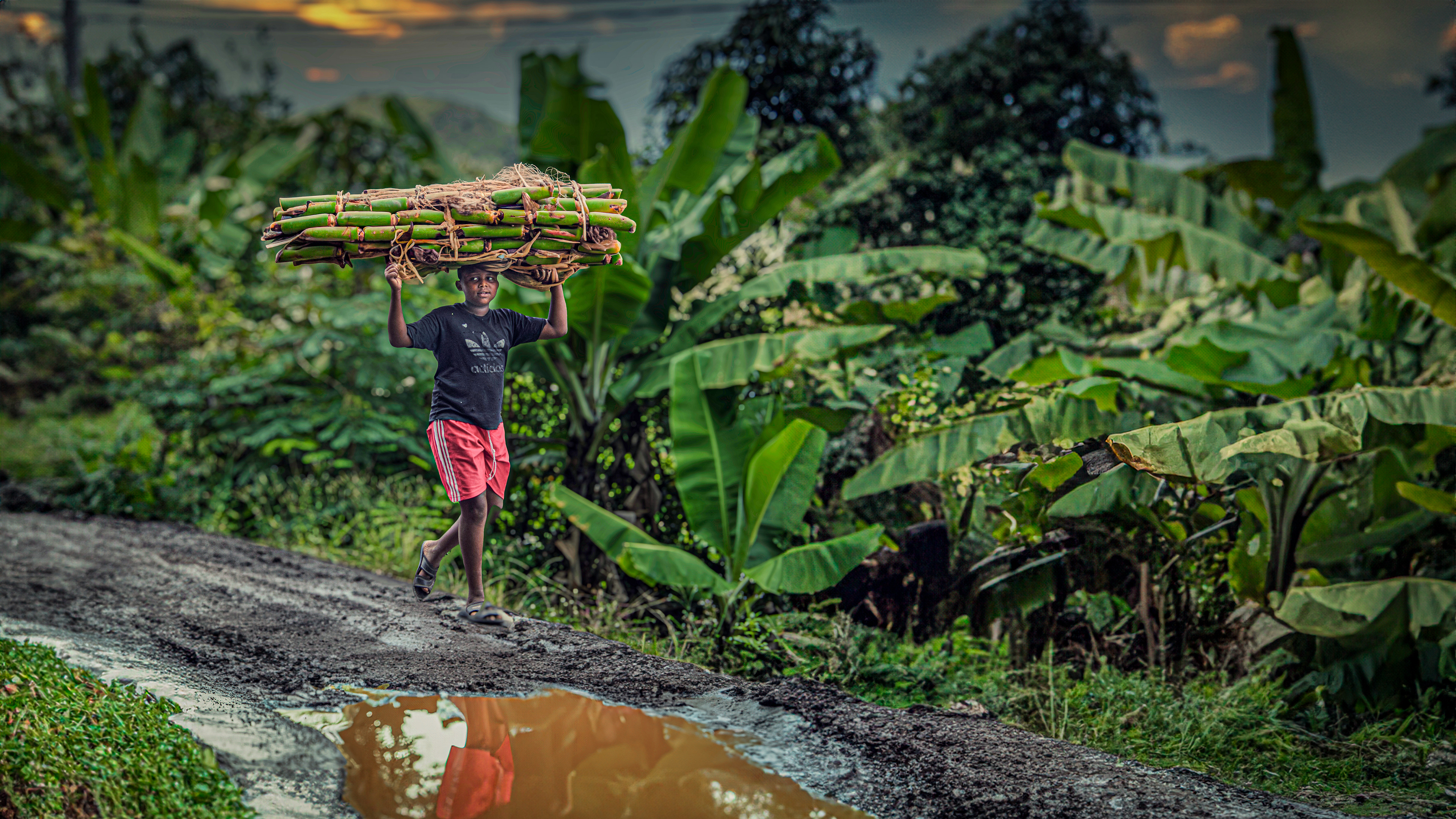 The boy gathering wood for his family