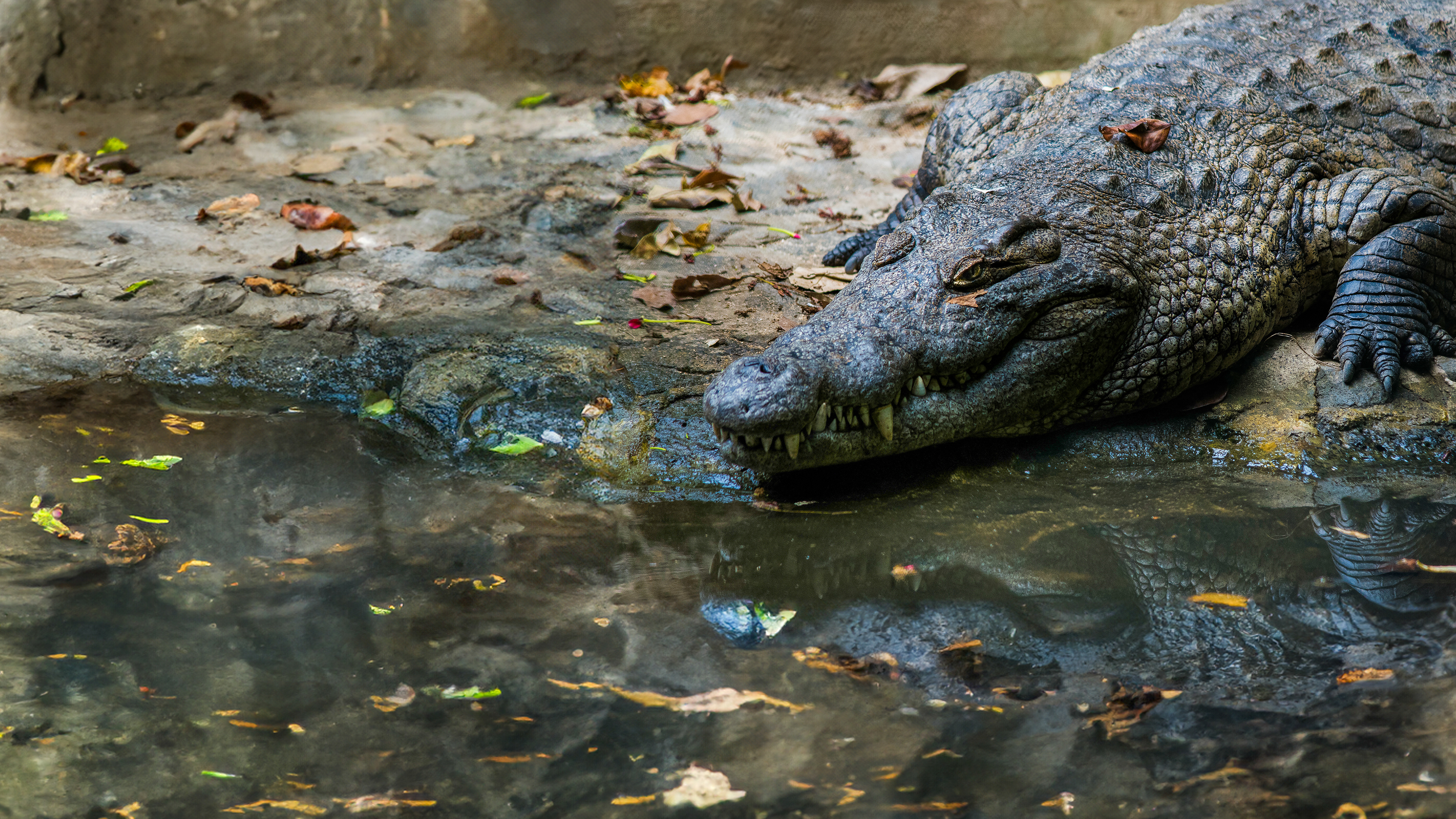 Croc at La Vanille Crocodile Park