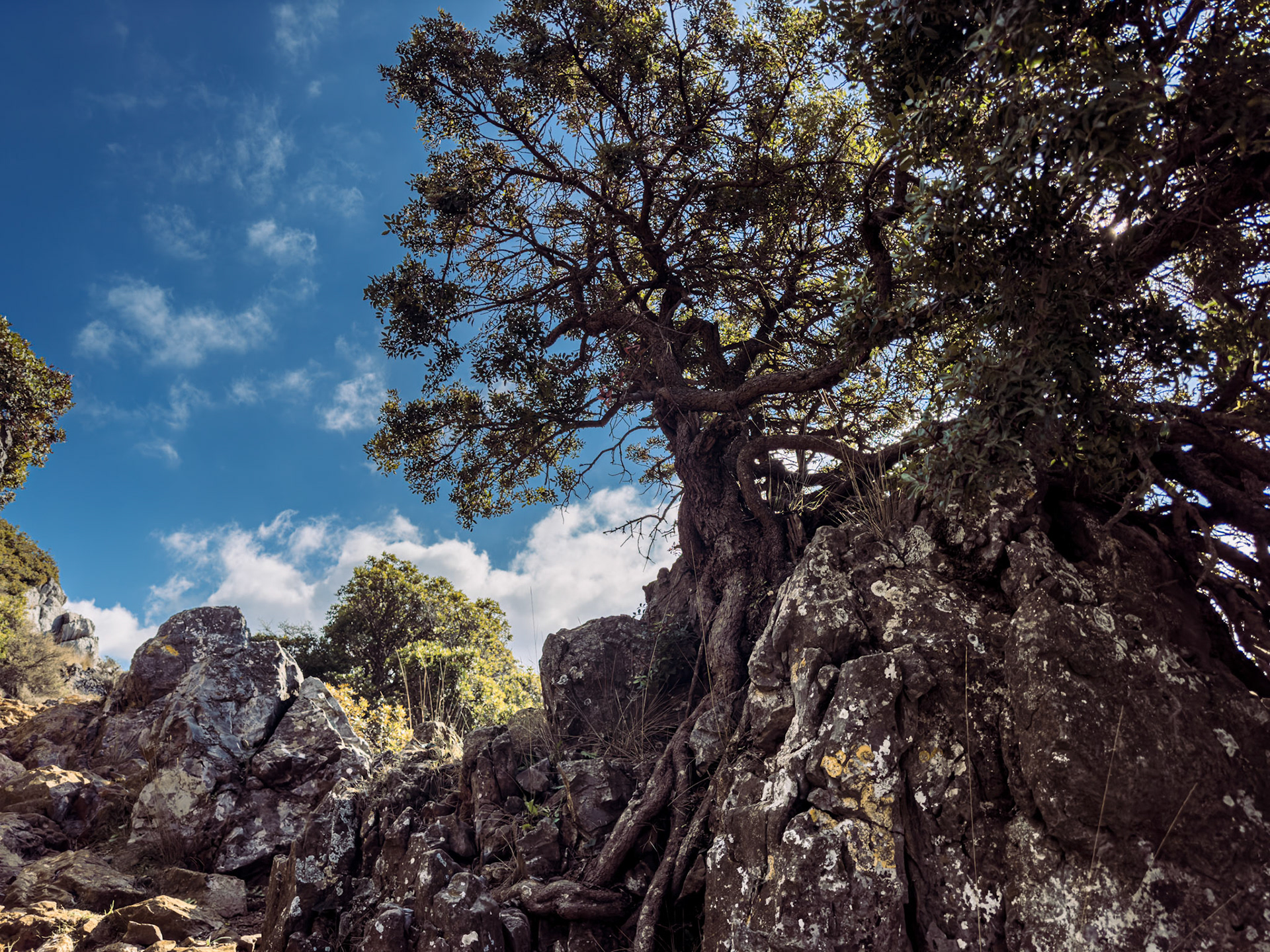 Nature game in Cretan Landscape - Tree in the mountains