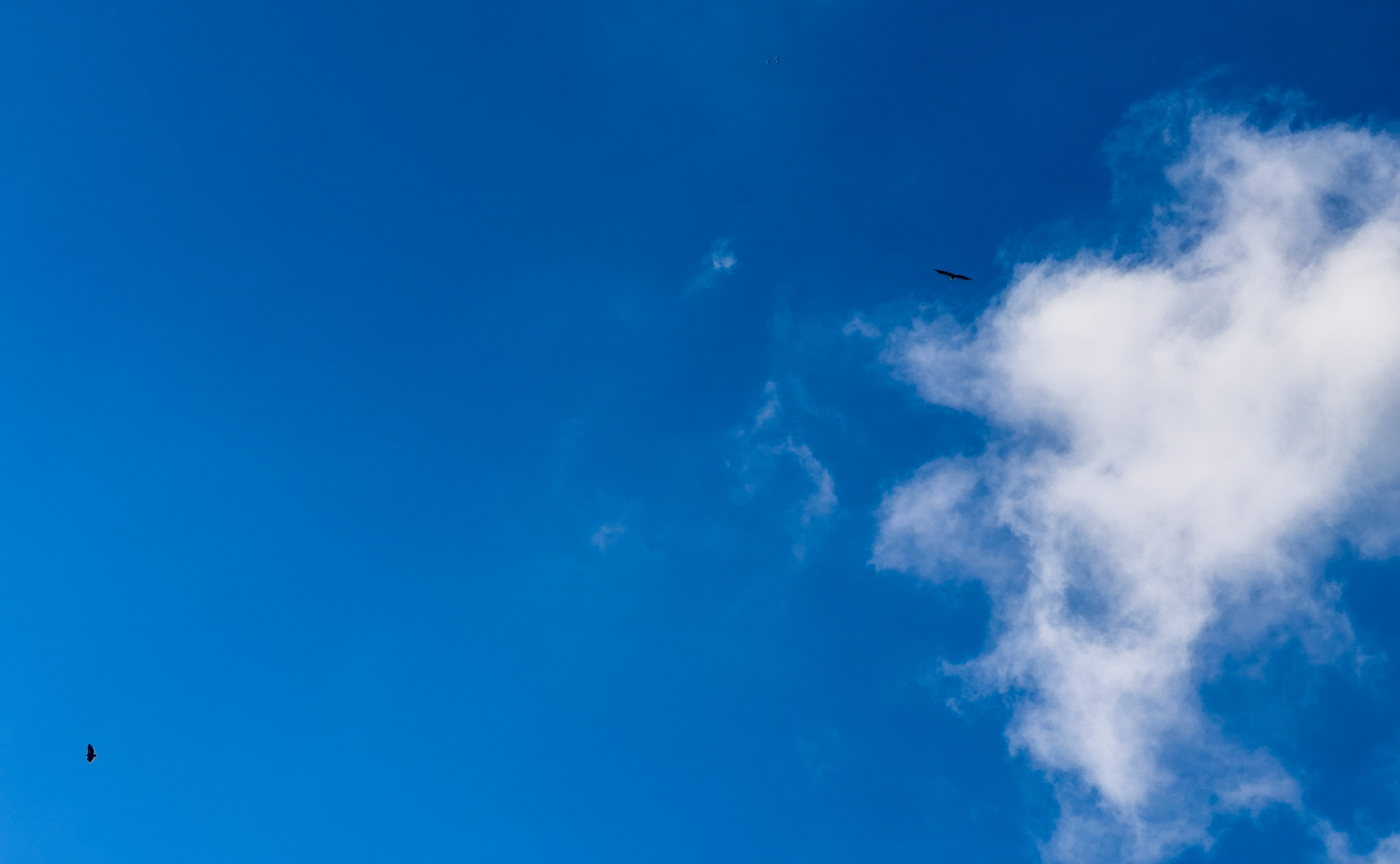 Eagles Flying  above our heads