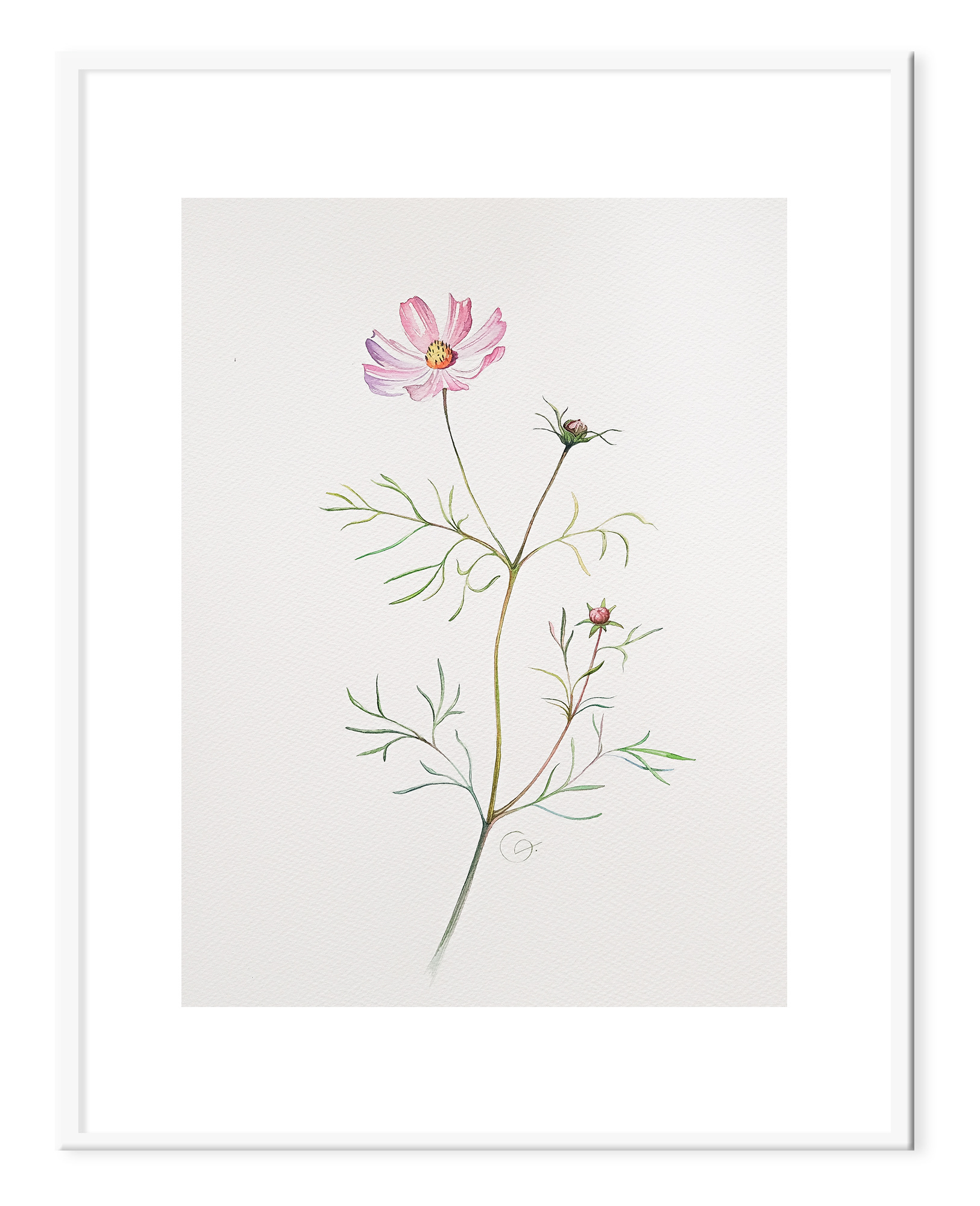 Cosmos, 31x41 cm (2024) Cosmos flowers on the white background, frames