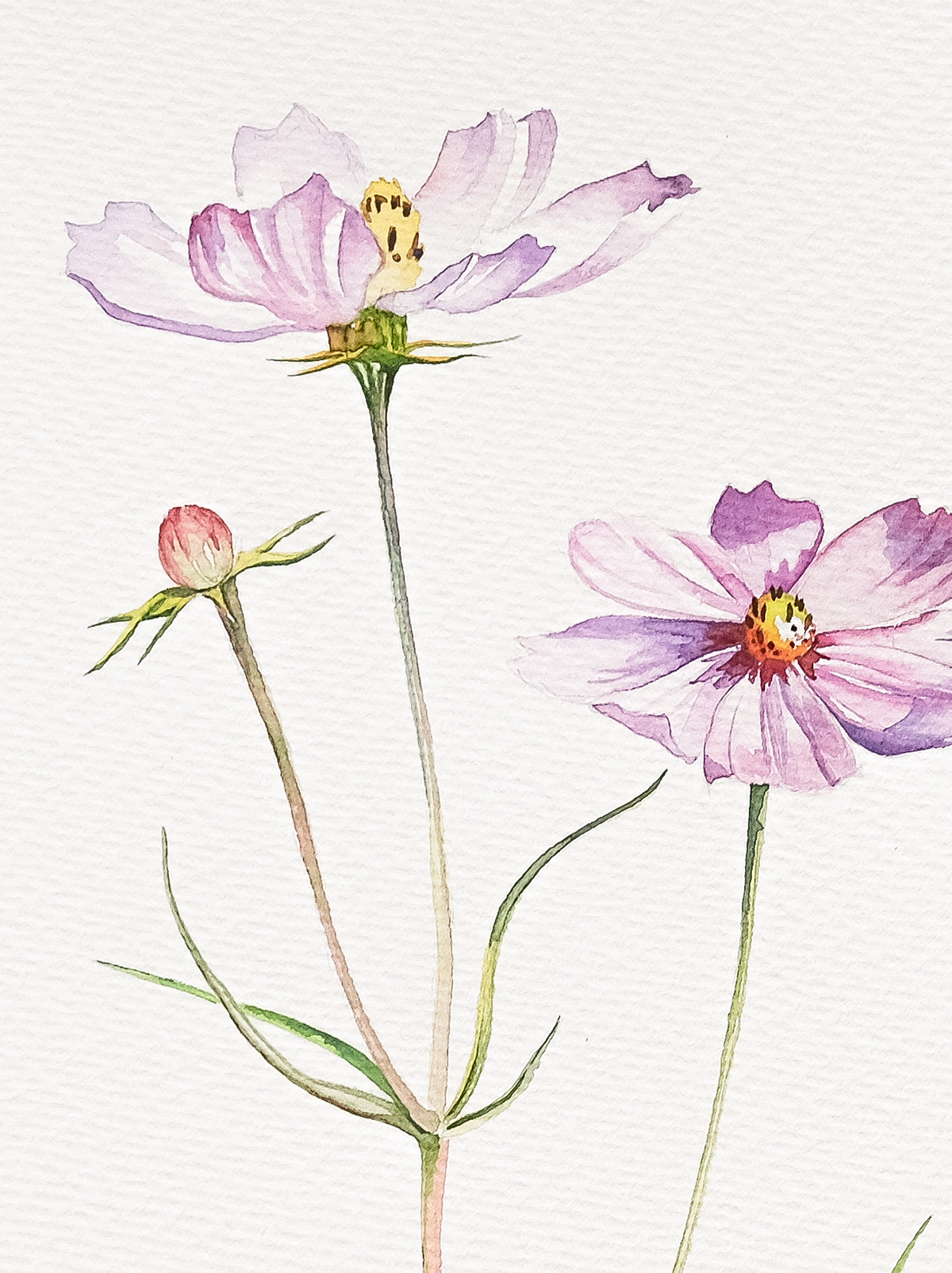 Cosmos, 31x41 cm (2024) Cosmos flowers on the white background, close up