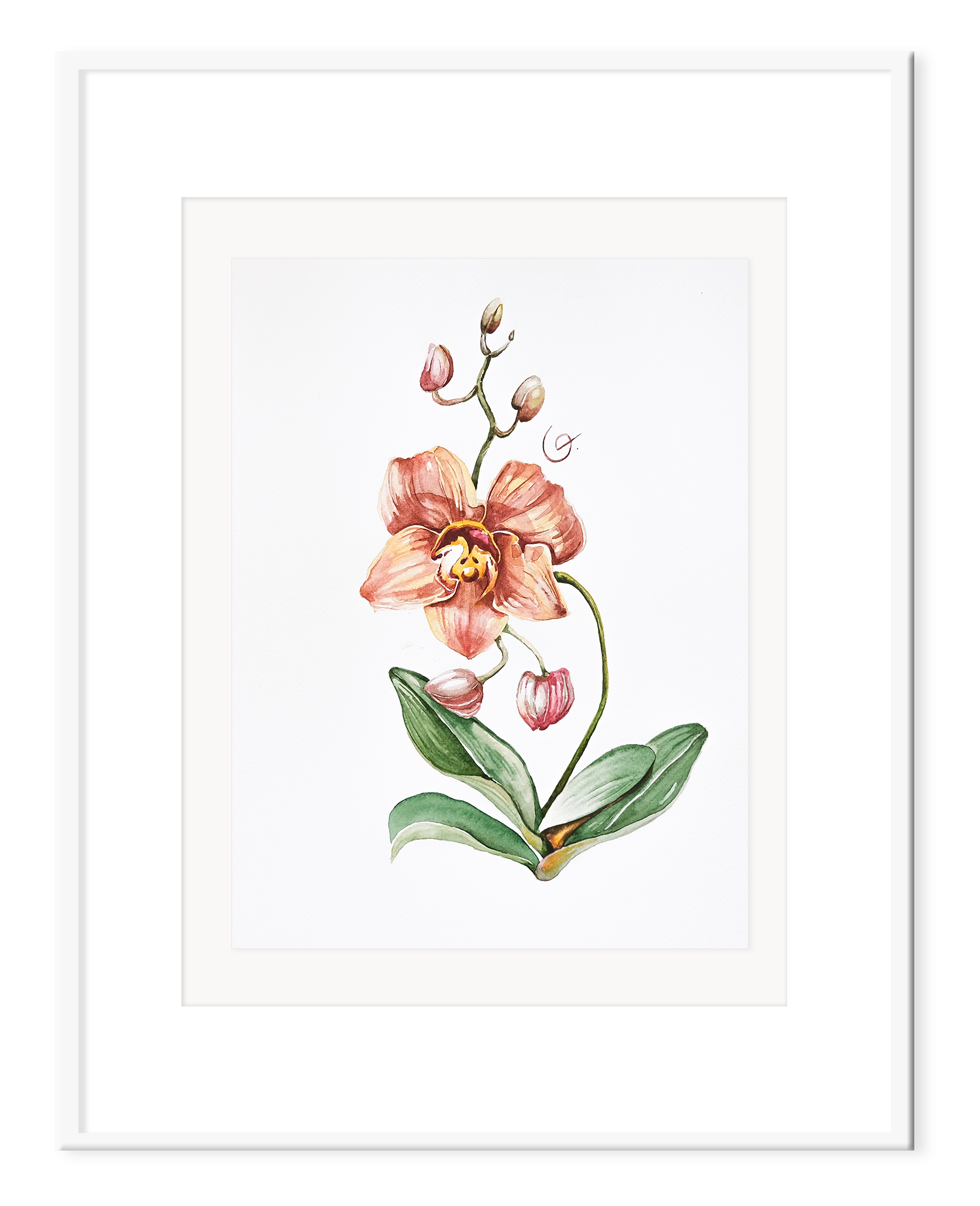 Phalaenopsis, 27x35 cm (2021). Framed