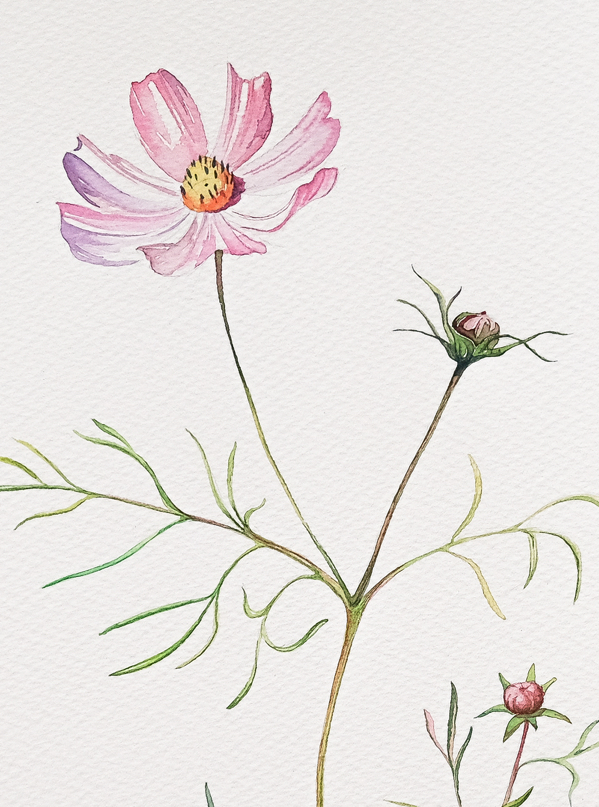 Cosmos, 31x41 cm (2024) Cosmos flowers on the white background, close up