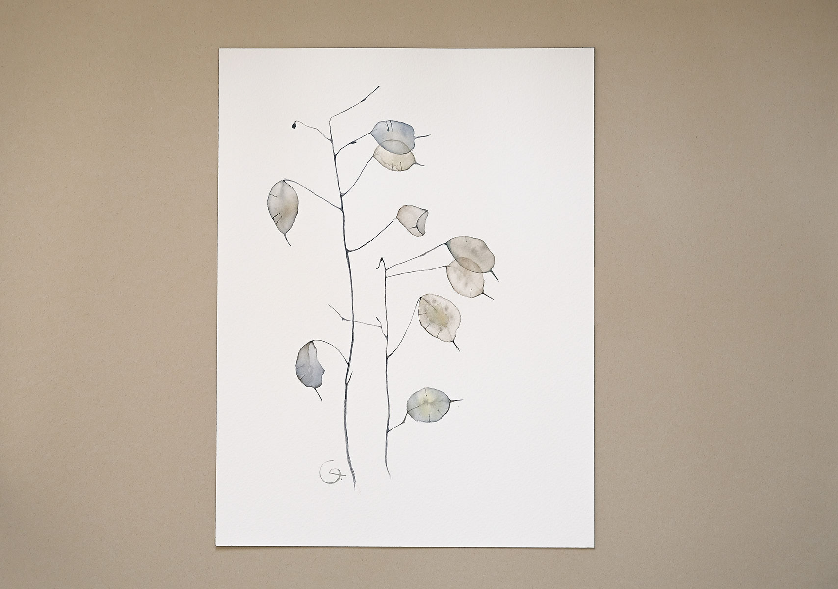 Silver Dollar, 31x41 cm (2023). In the studio