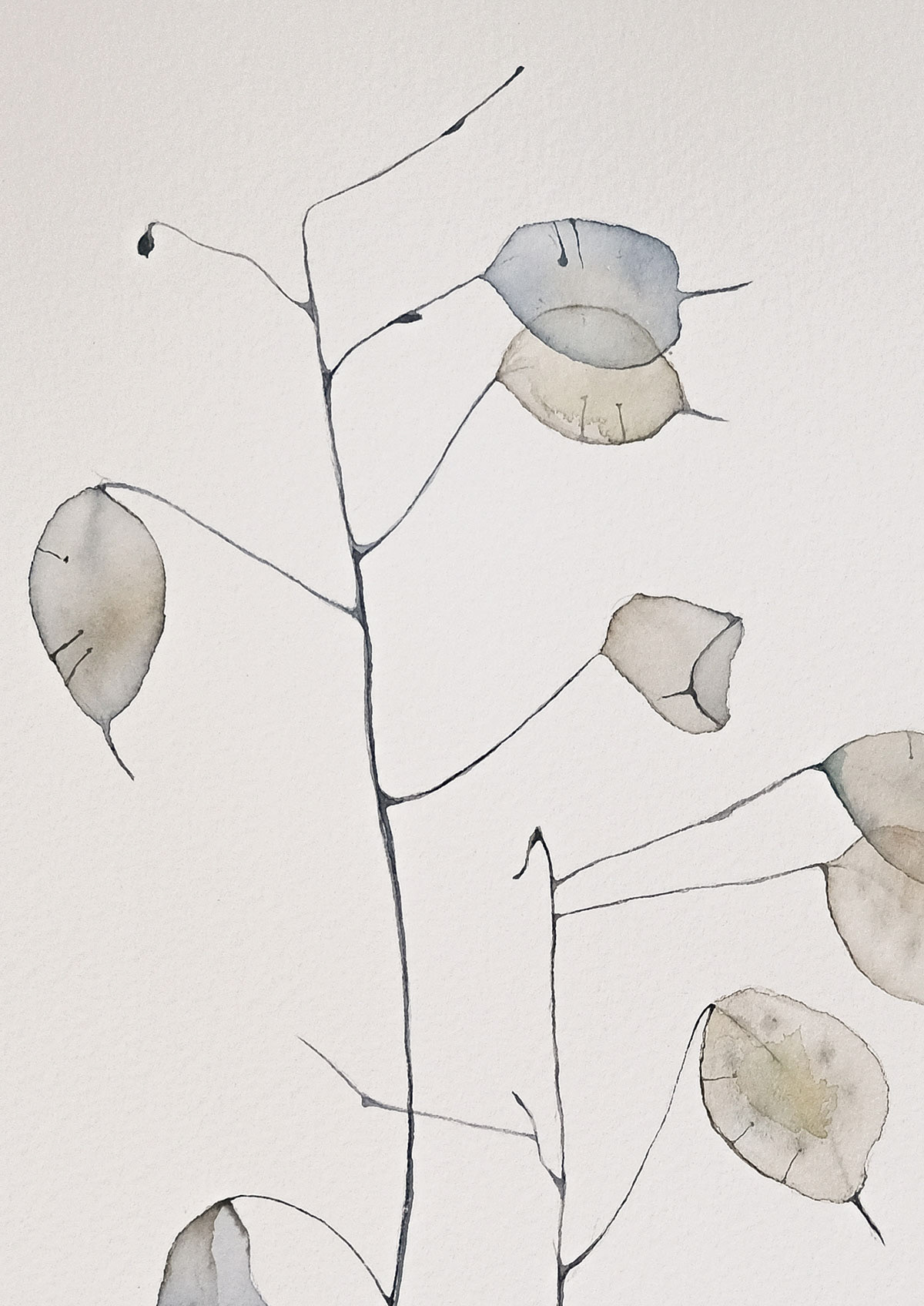 Silver Dollar, 31x41 cm (2023) on the white background. Close up