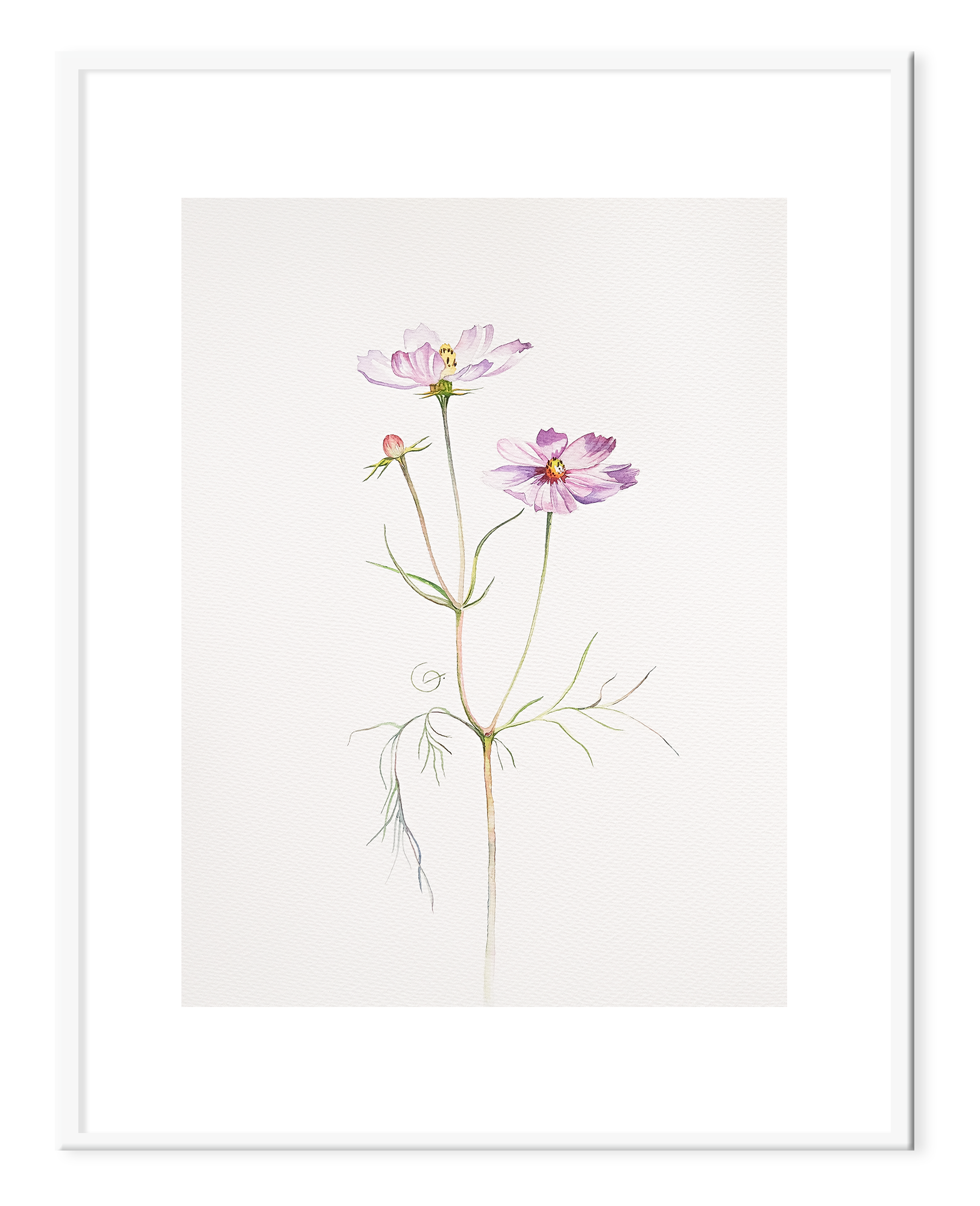 Cosmos, 31x41 cm (2024) Cosmos flowers on the white background, framed