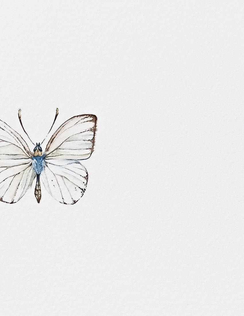White butterfly Ascia monuste watercolor painting, Great Southern White, minimalist nature art by Tiana Grien, fragment