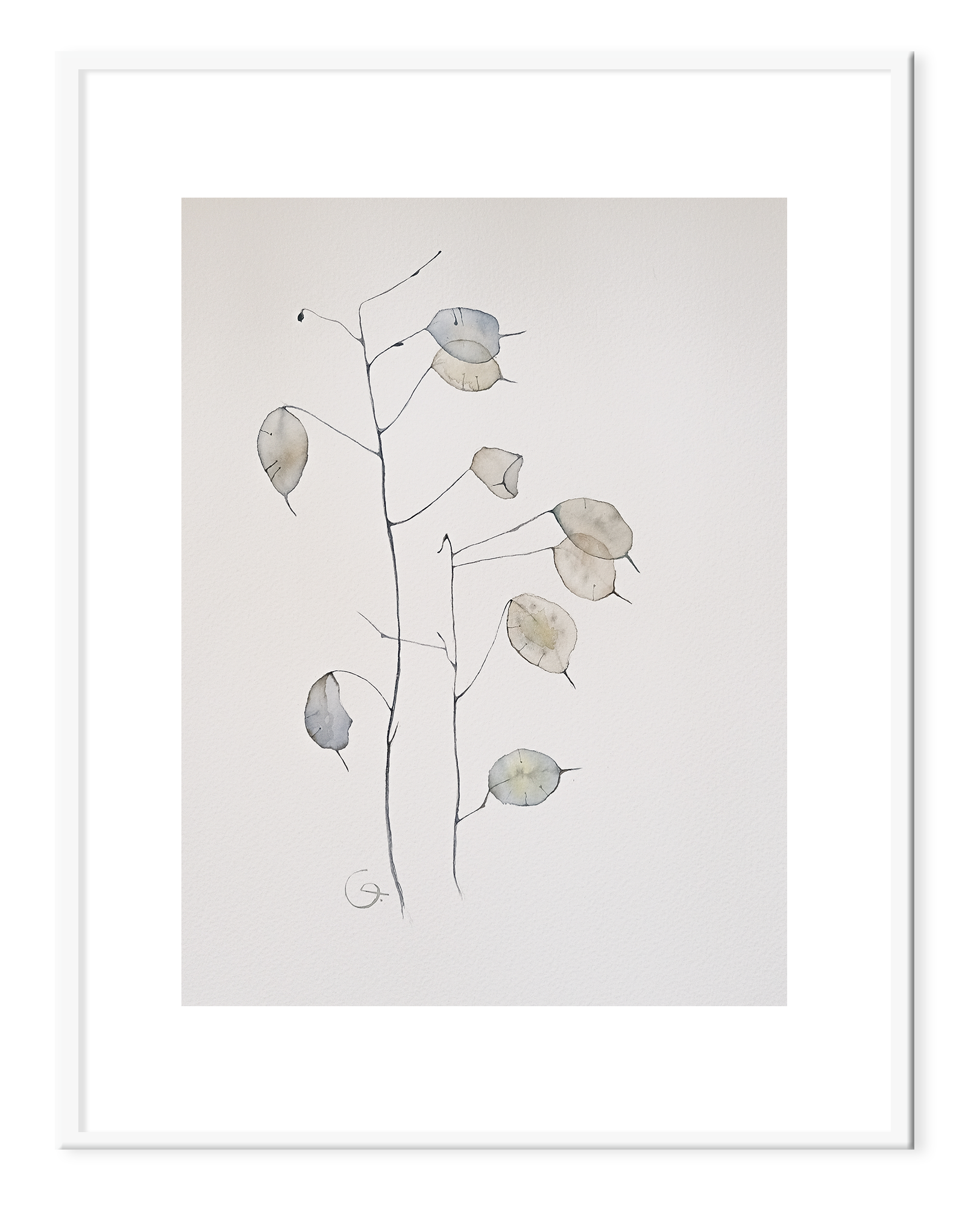 Silver Dollar, 31x41 cm (2023). Framed