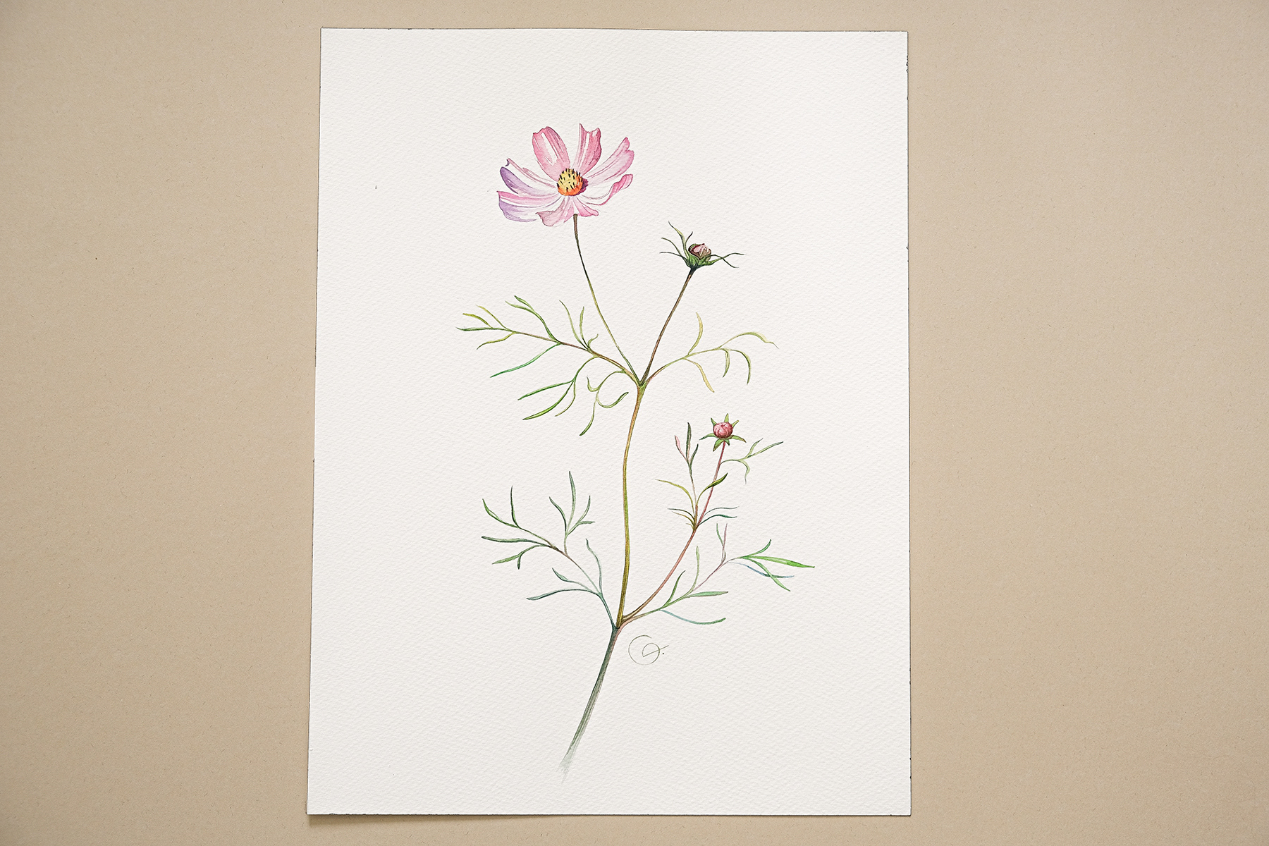 Cosmos, 31x41 cm (2024) Cosmos flowers on the white background.