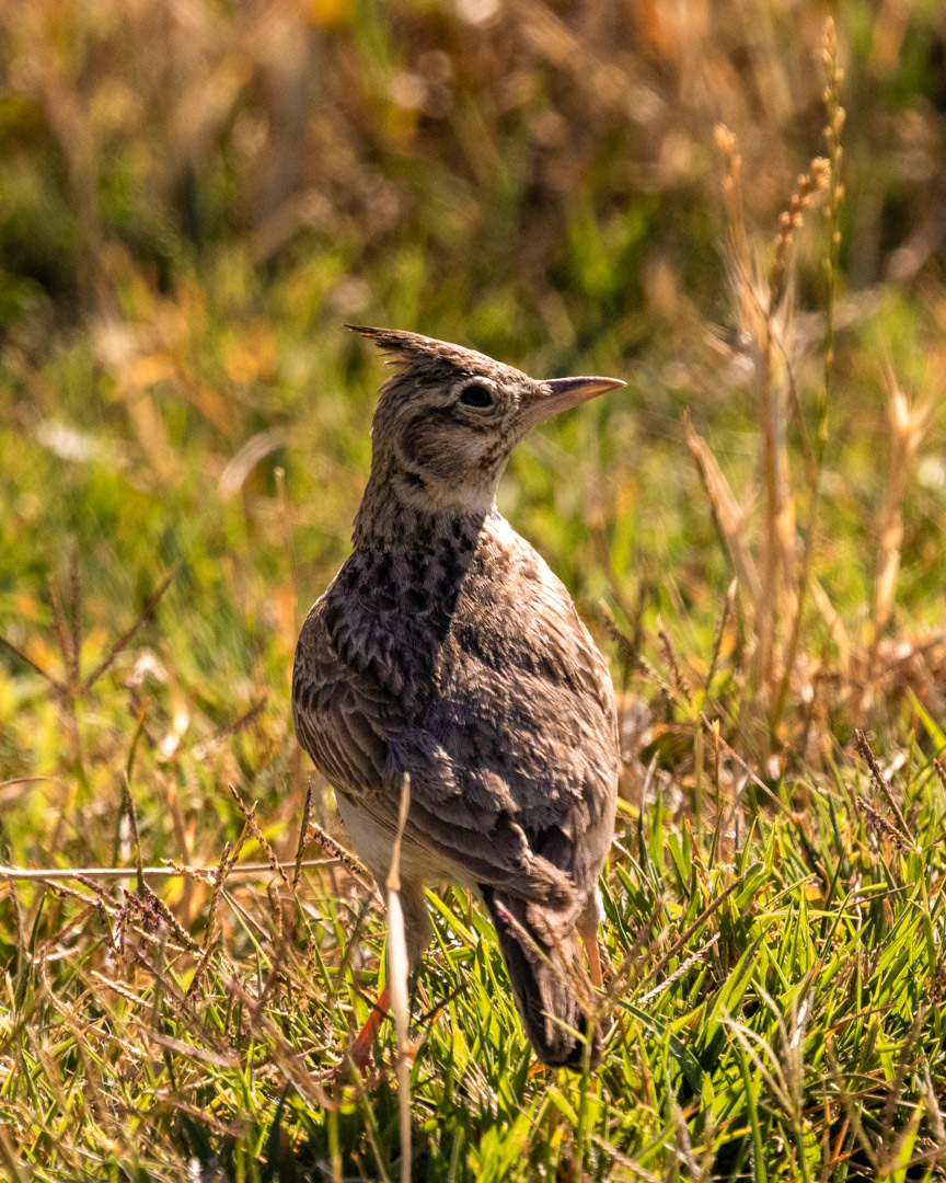 Crested lark / Tepeli toygar  - Gölbaşı/ANKARA