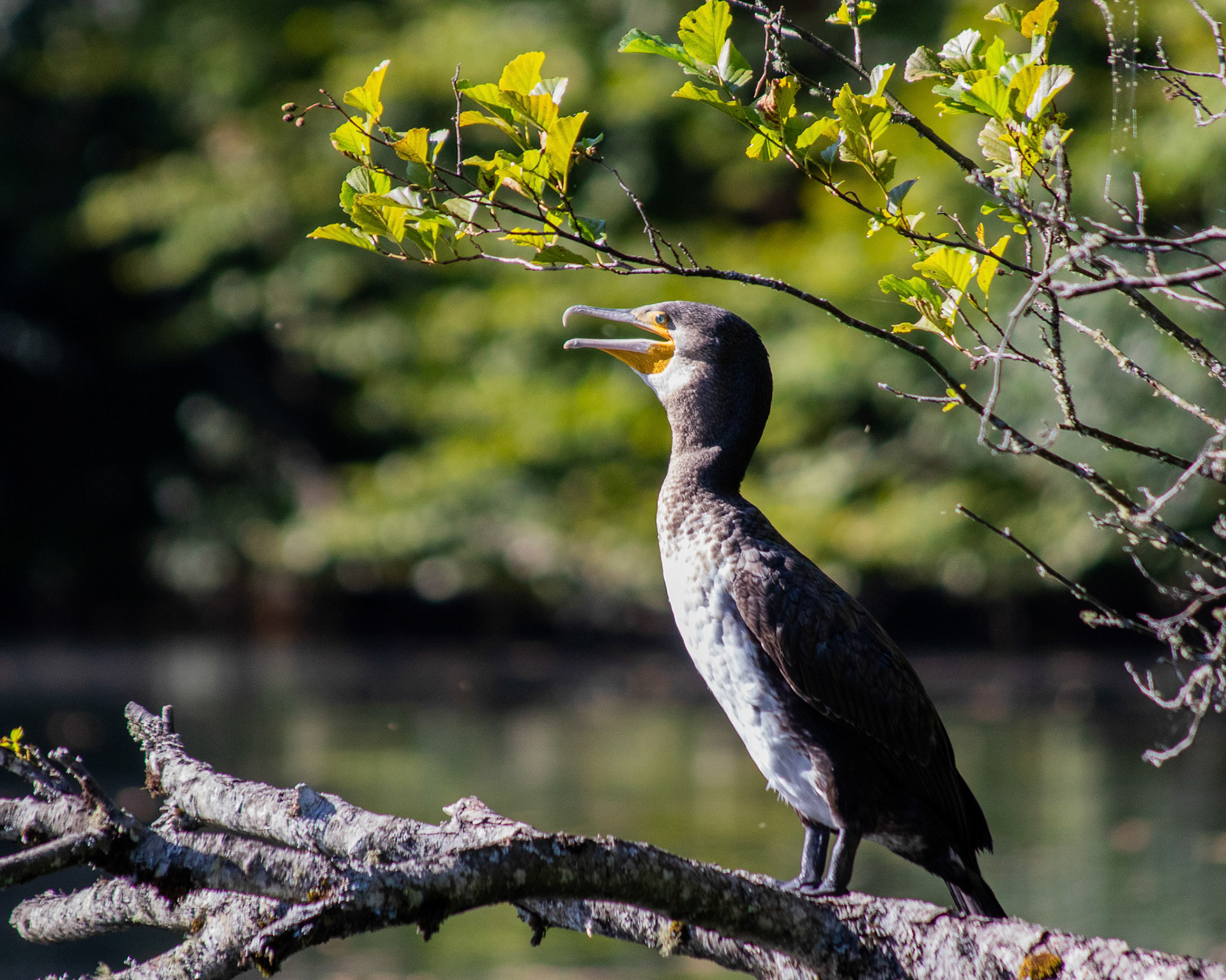 Great Cormorant - Yedigöller National Park