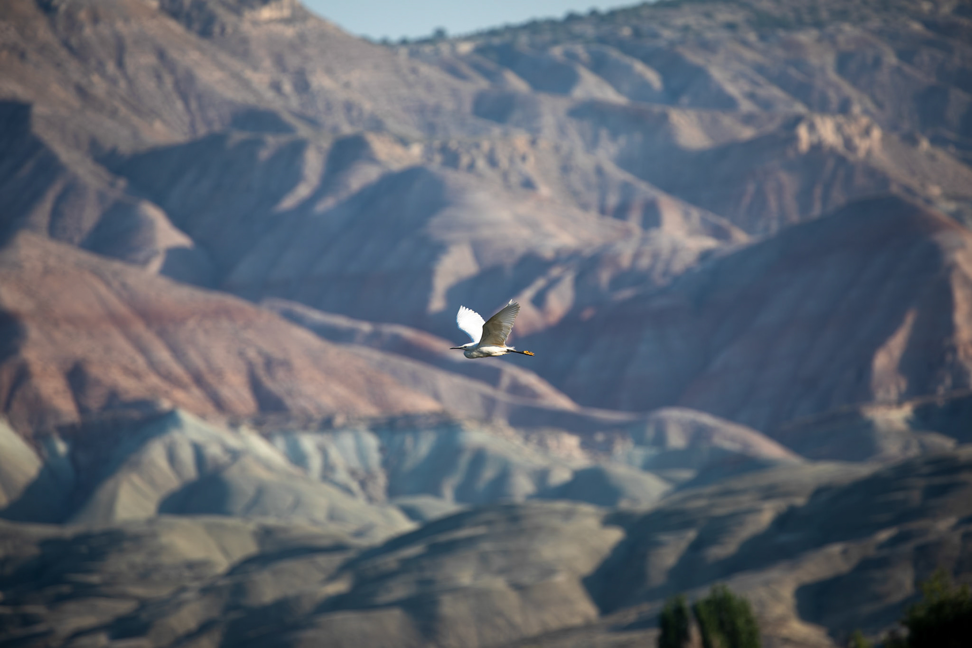Little egret / Küçük ak balıkçıl - Nallıhan Bird Sanctuary