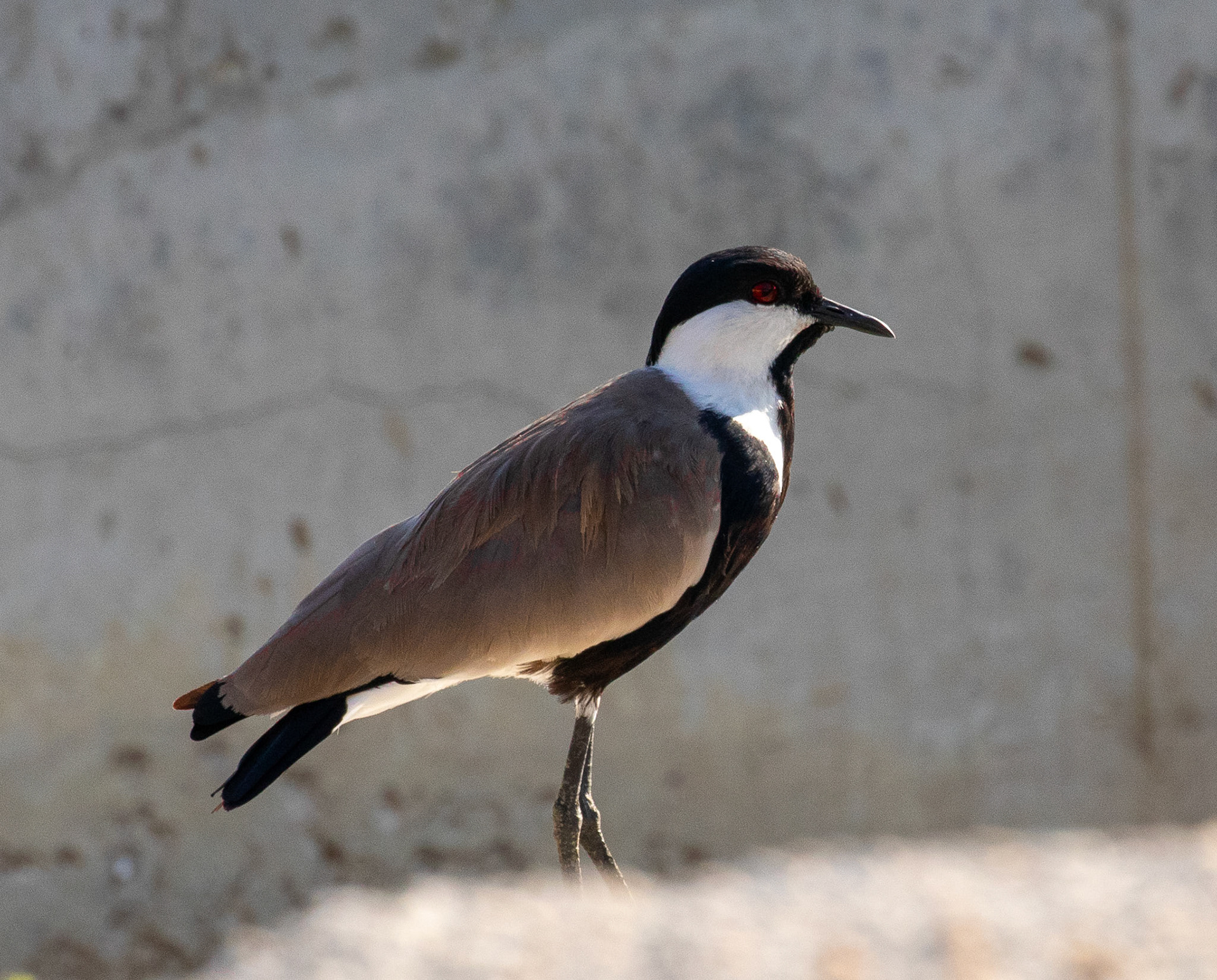 Spur-winged Lapwing - Mia Milia Waste Water Treatment Facility