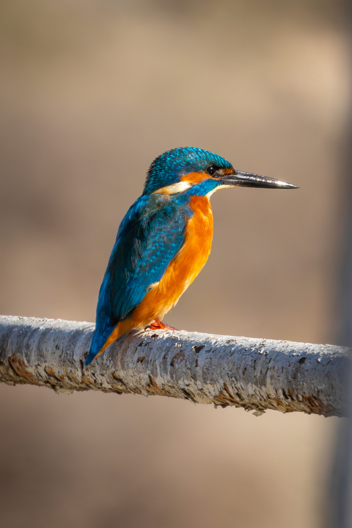 Kingfisher / Yalıçapkını - Mia Milia/CYPRUS