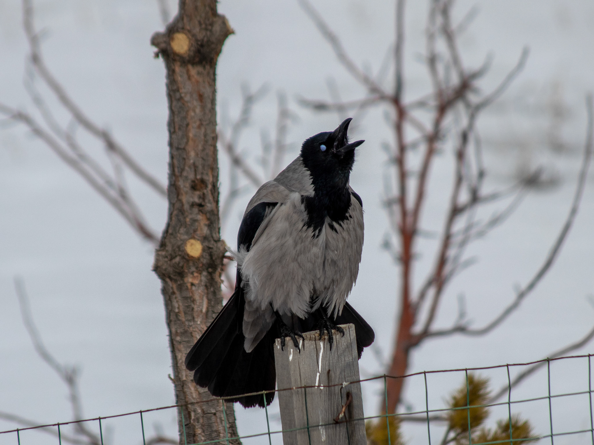 Hooded crow / Leş kargası - Sarıkamış/KARS