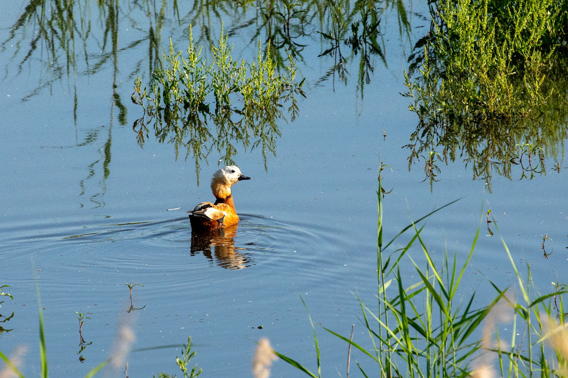 Ruddy Shelduck  - Nallıhan Bird Sanctuary