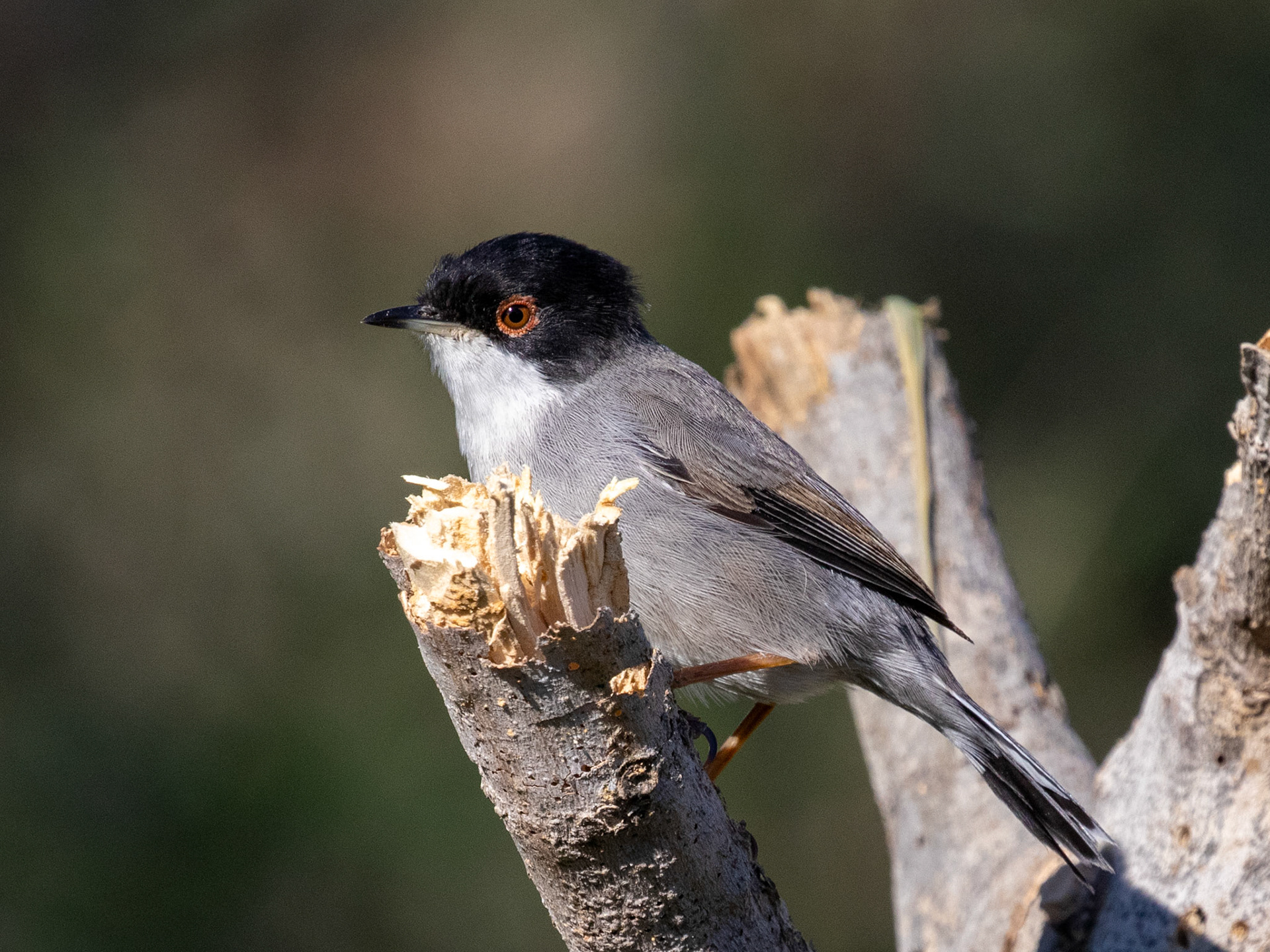 Sardinian Warbler - Koruçam/TRNC