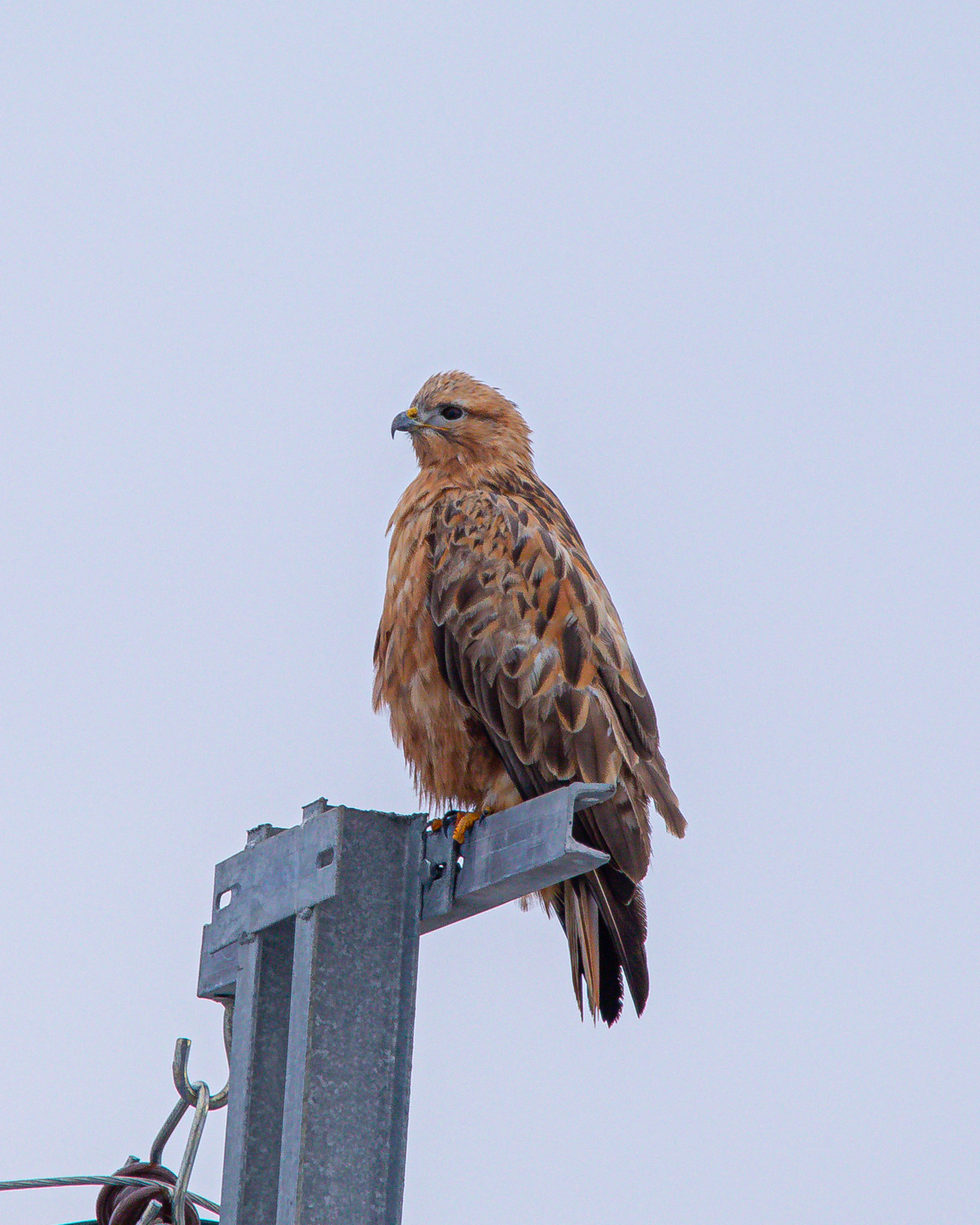 Long-legged Buzzard - Yozgat