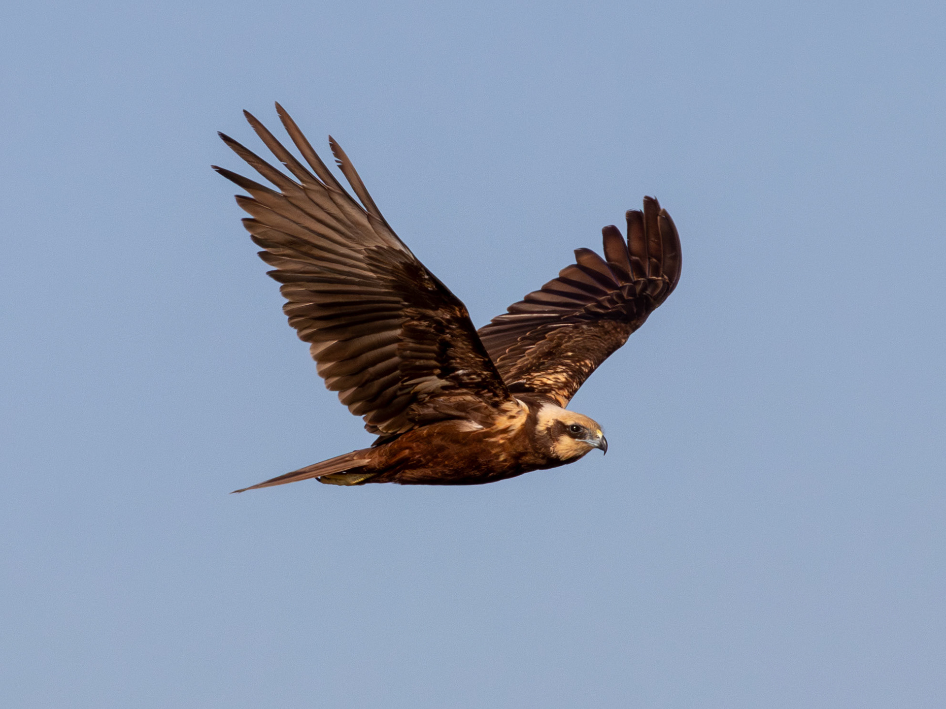 Marsh Harrier - Lake Eymir
