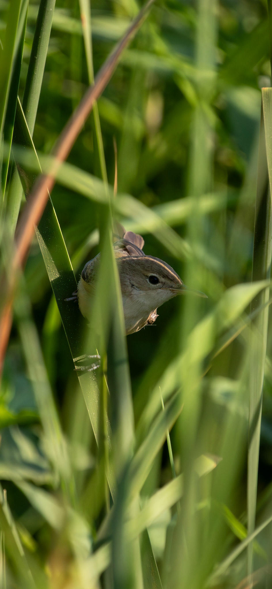 Zitting Cisticola - Koruçam/TRNC