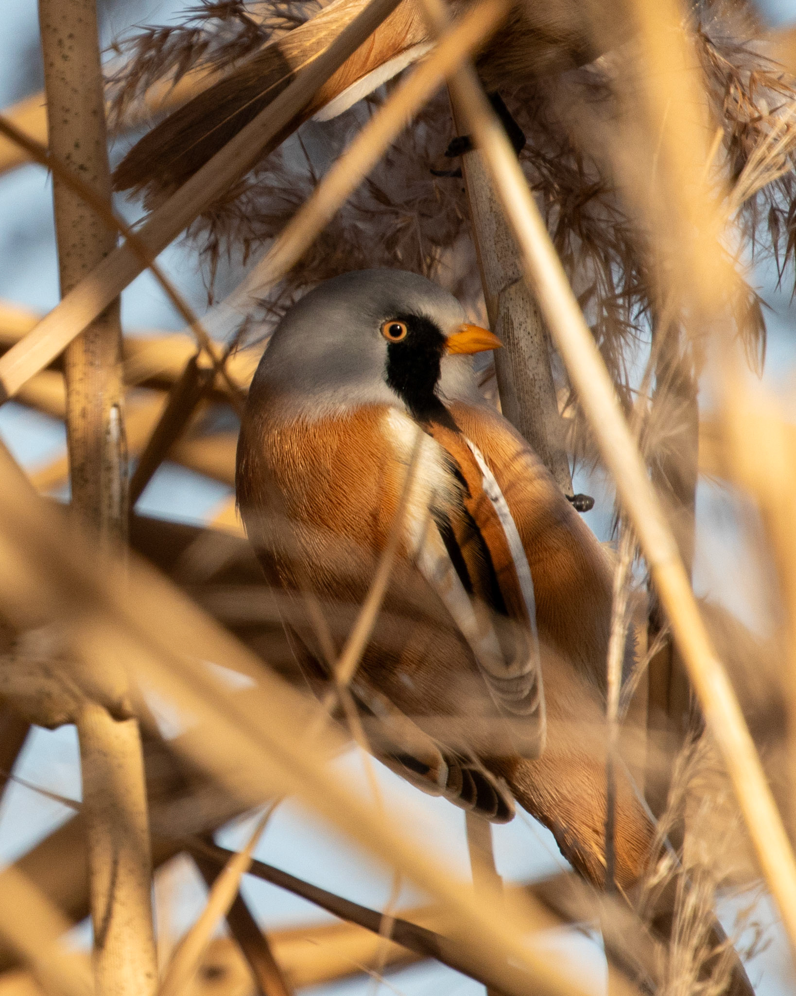 Bearded Reedling - Gölbaşı/ANKARA