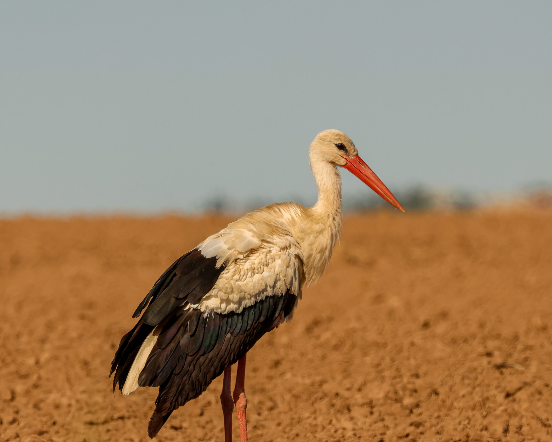 White stork / Leylek - Gölbaşı/ANKARA