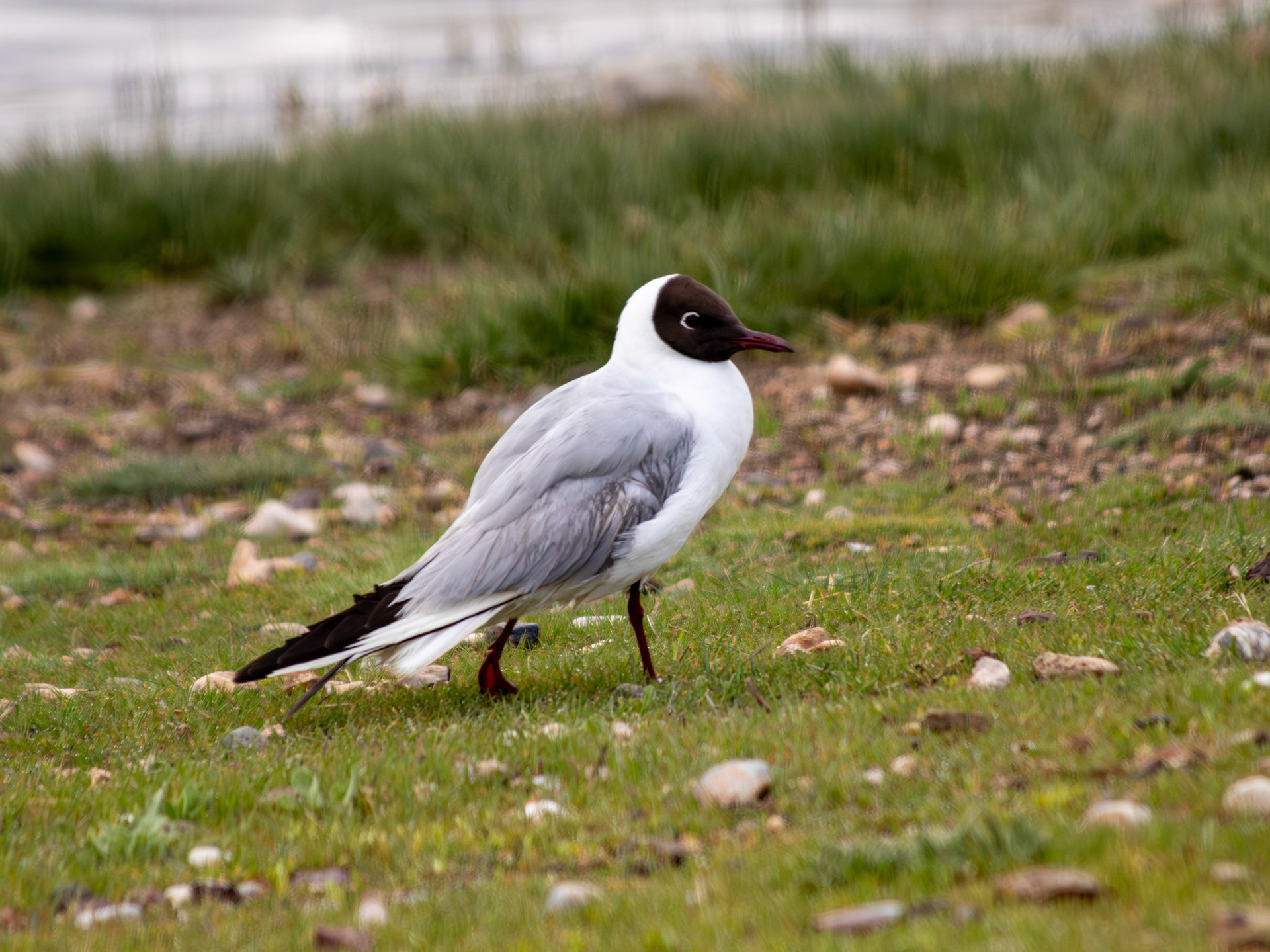 Black-headed gull / Karabaş martı - Gölbaşı/ANKARA