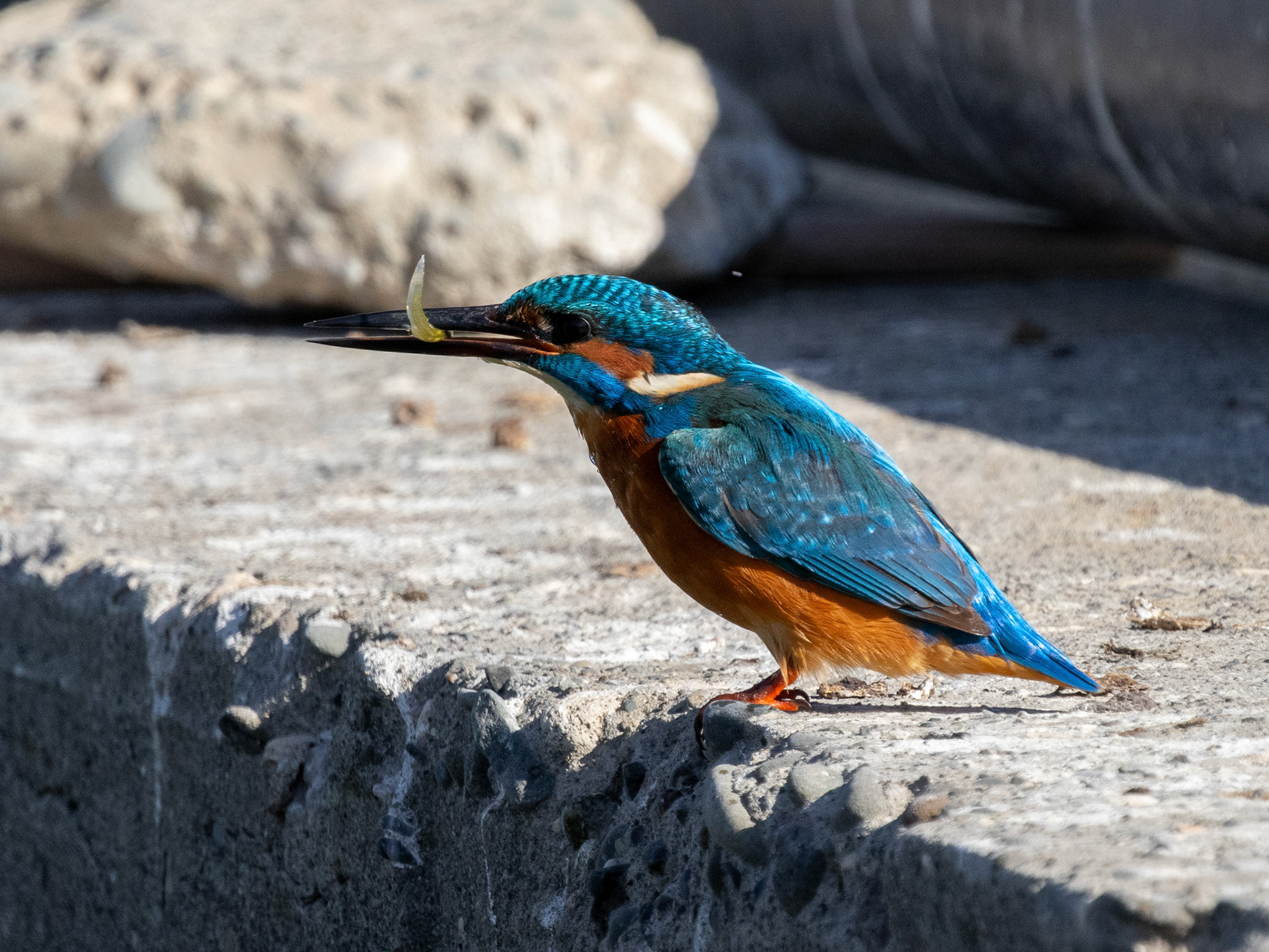 Kingfisher / Yalıçapkını - Mia Milia/CYPRUS