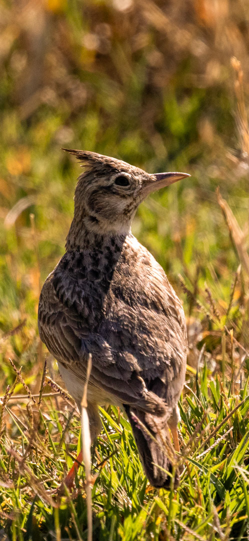 Crested Lark - Gölbaşı/ANKARA