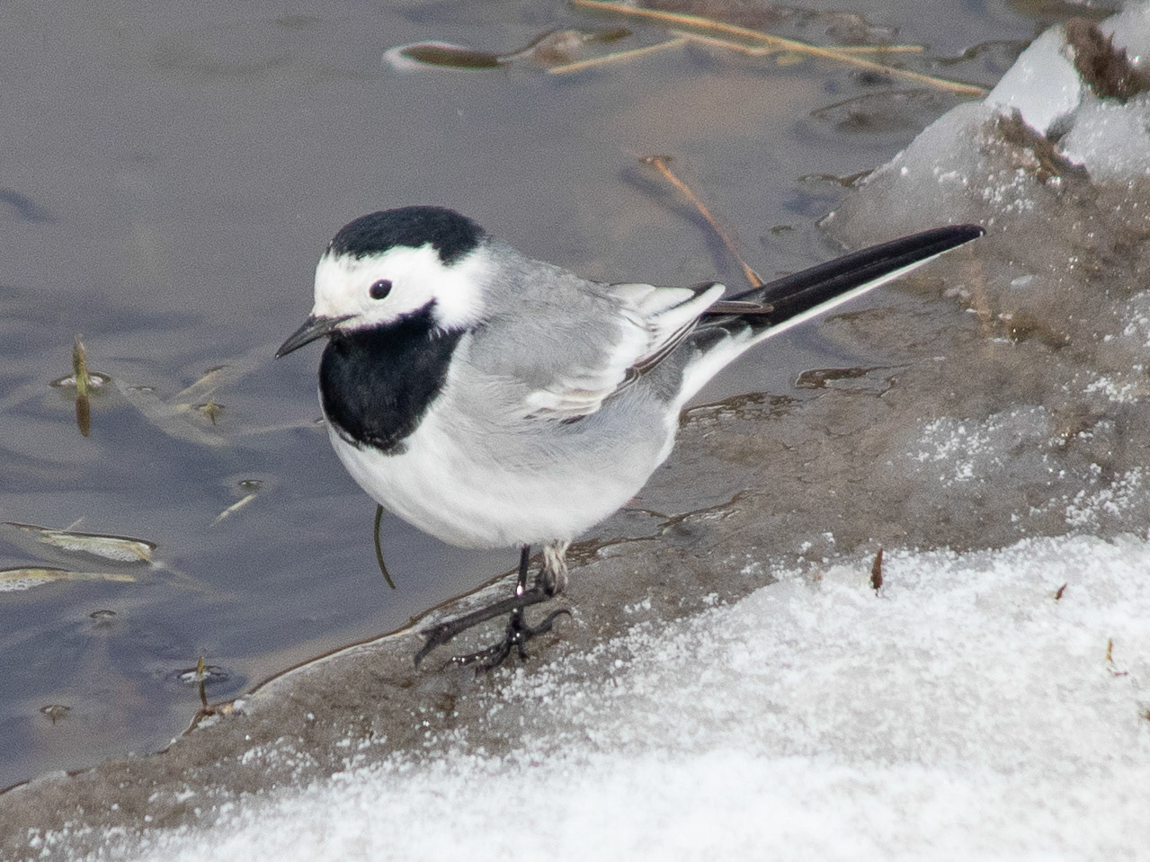 White wagtail / Ak kuyruksallayan - Sarıkamış/KARS