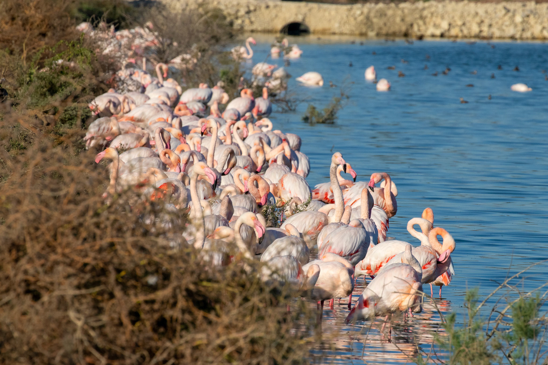 Flamingo - Mia Milia/CYPRUS