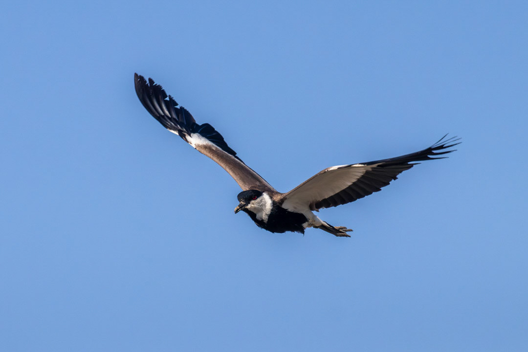 Spur-winged Lapwing - Mia Milia Waste Water Treatment Facility