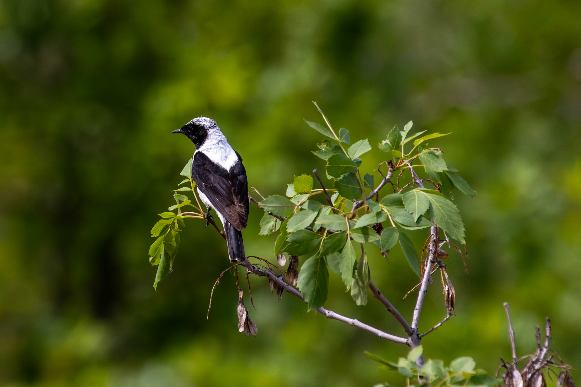 Finsch's Wheatear - Nallıhan Bird Sanctuary