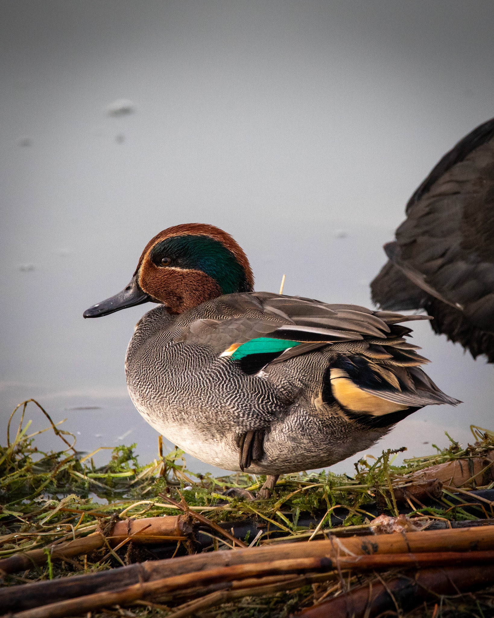 Eurasian Teal - Lake Mogan