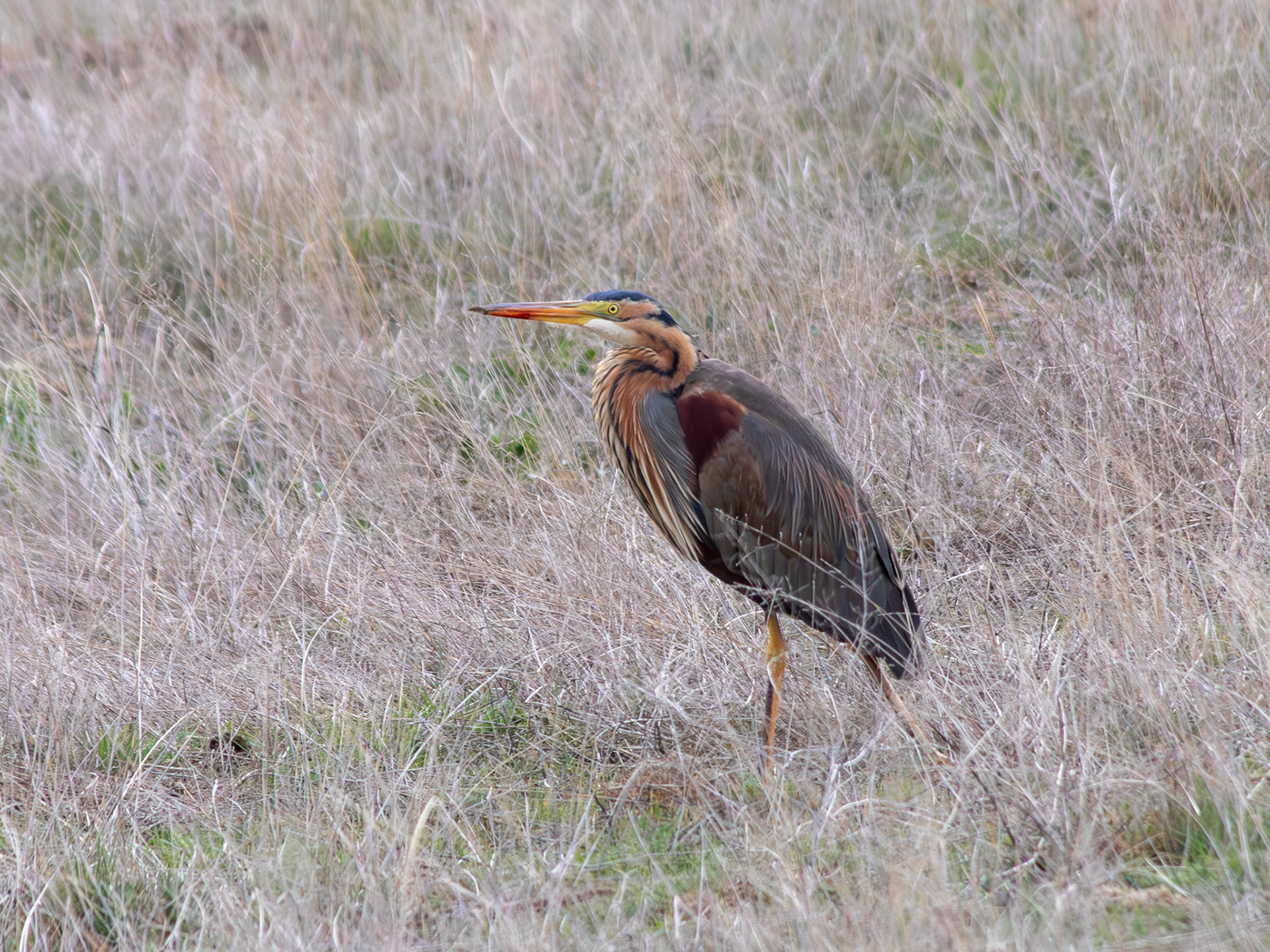 Purple egret / Erguvani balıkçıl - Gölbaşı/ANKARA