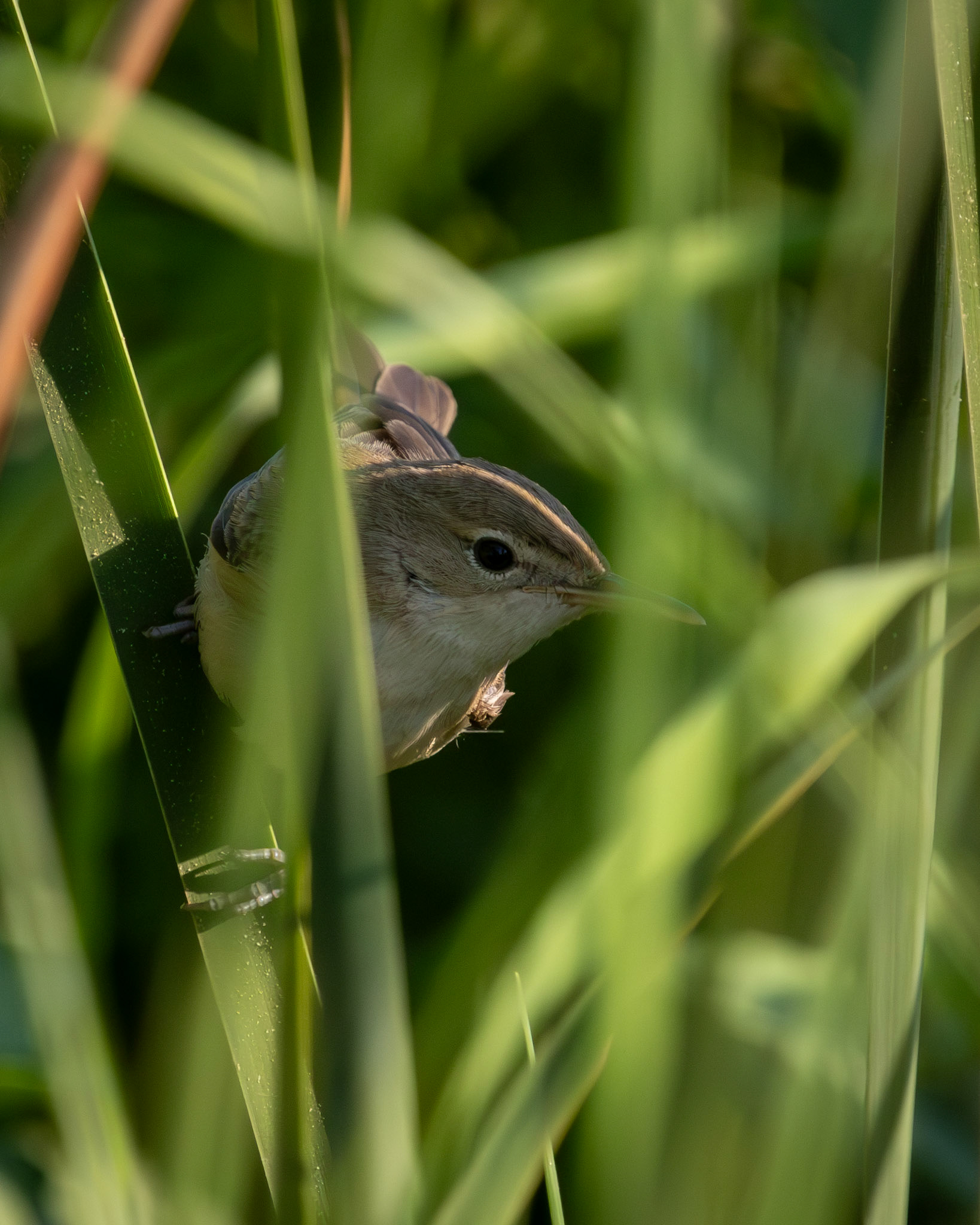 Zitting cisticola / Yelpazekuyruk - Koruçam/CYPRUS