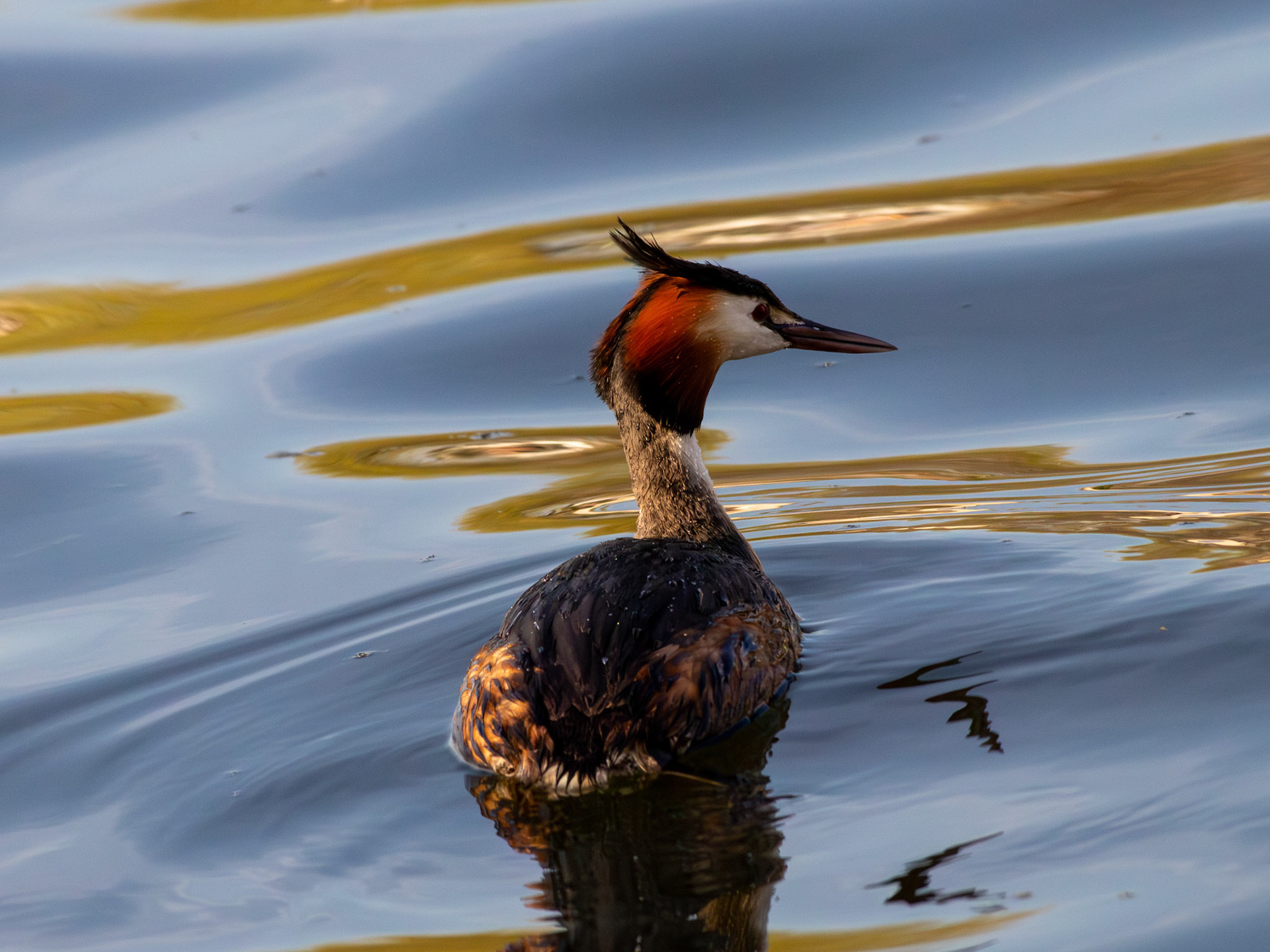 Great Crested Grebe - Lake Mogan