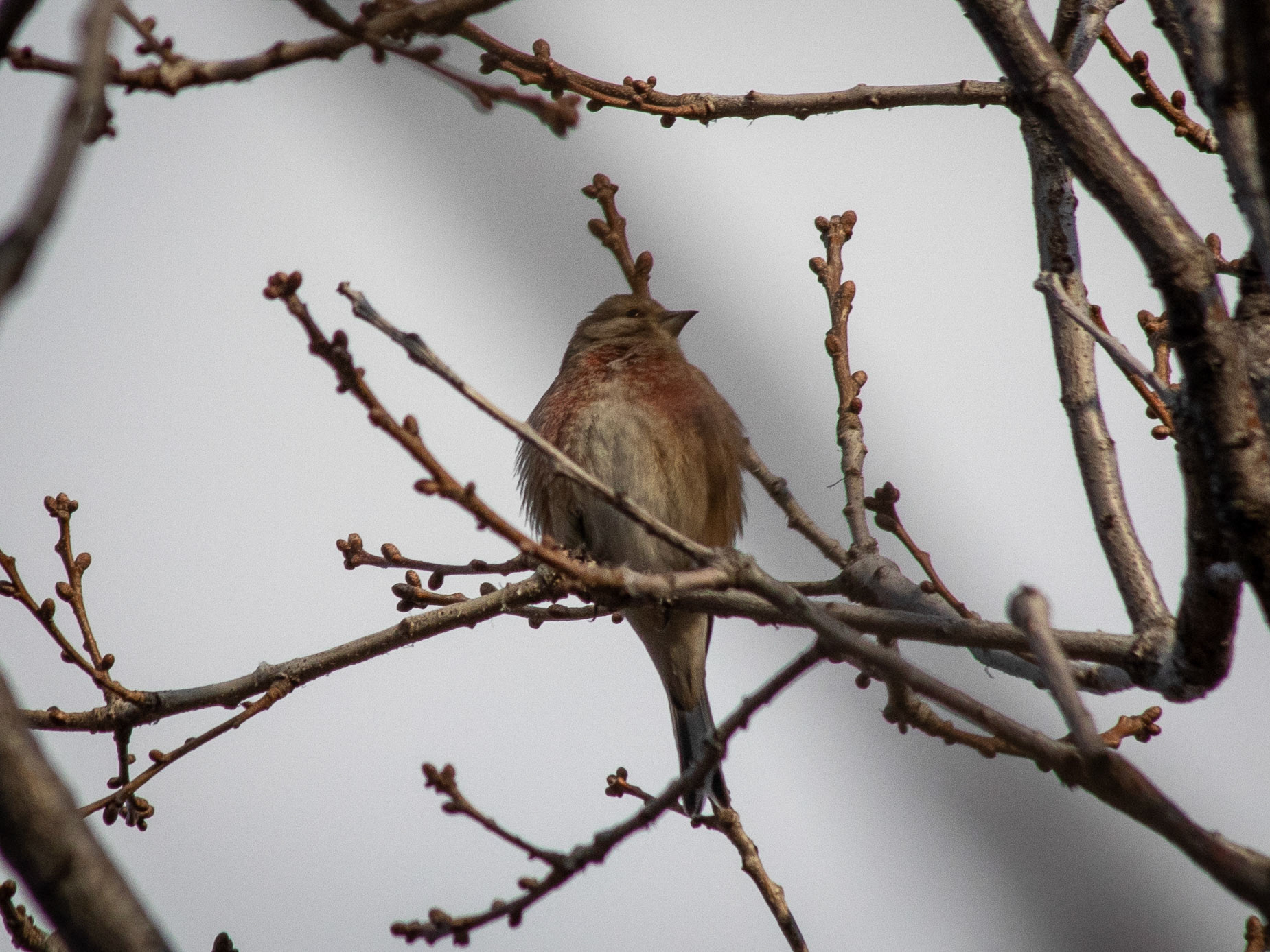 Linnet / Ketenkuşu - METU Yalıncak Forest