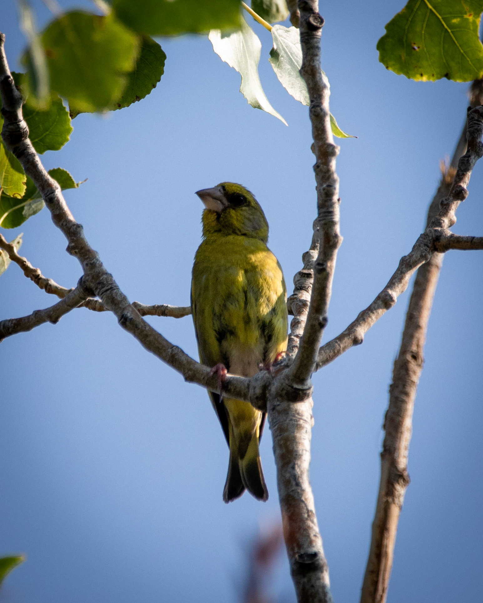 Greenfinch - METU Yalıncak Forest