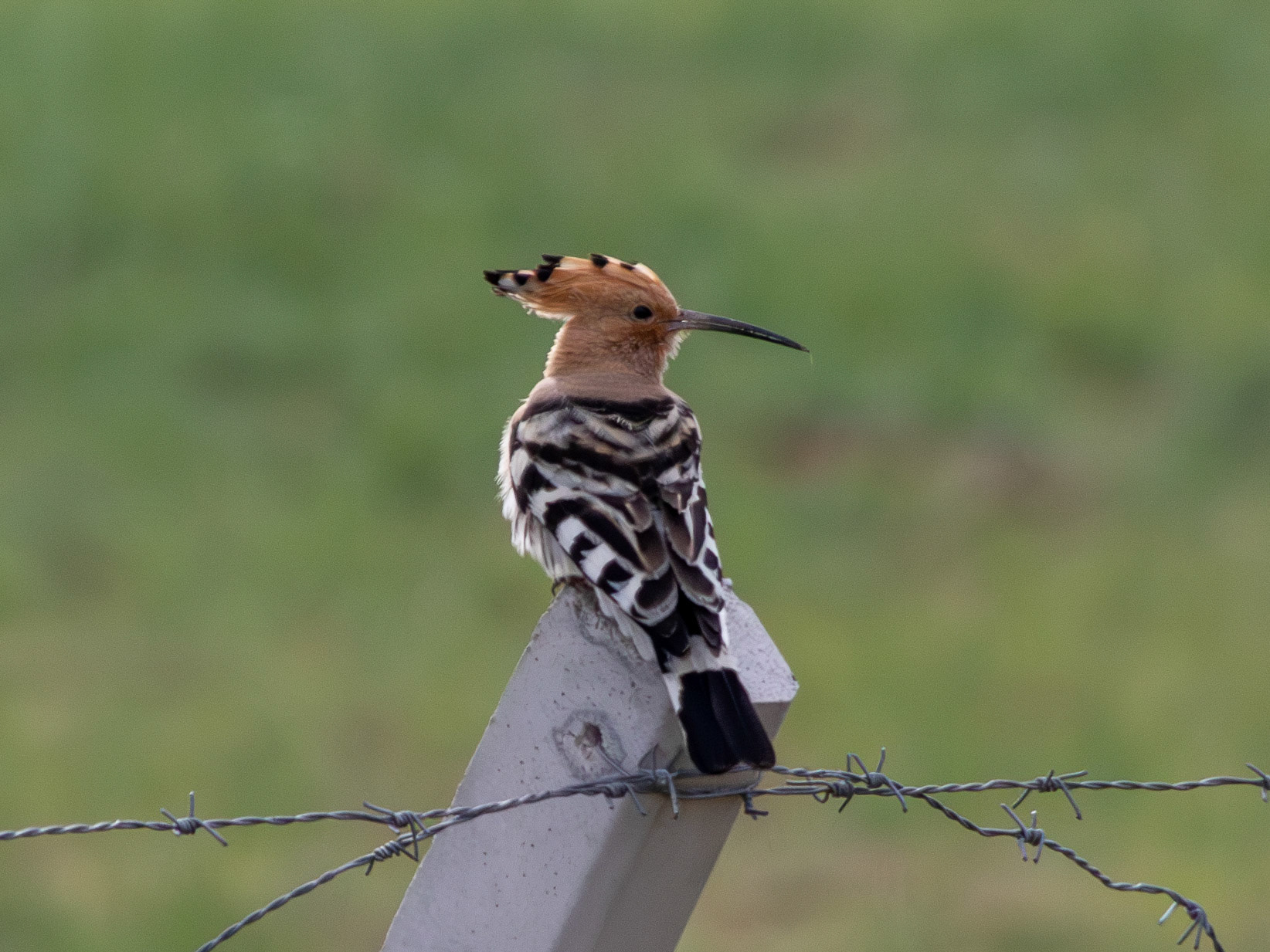 Hoopoe - Mogan Floodgate