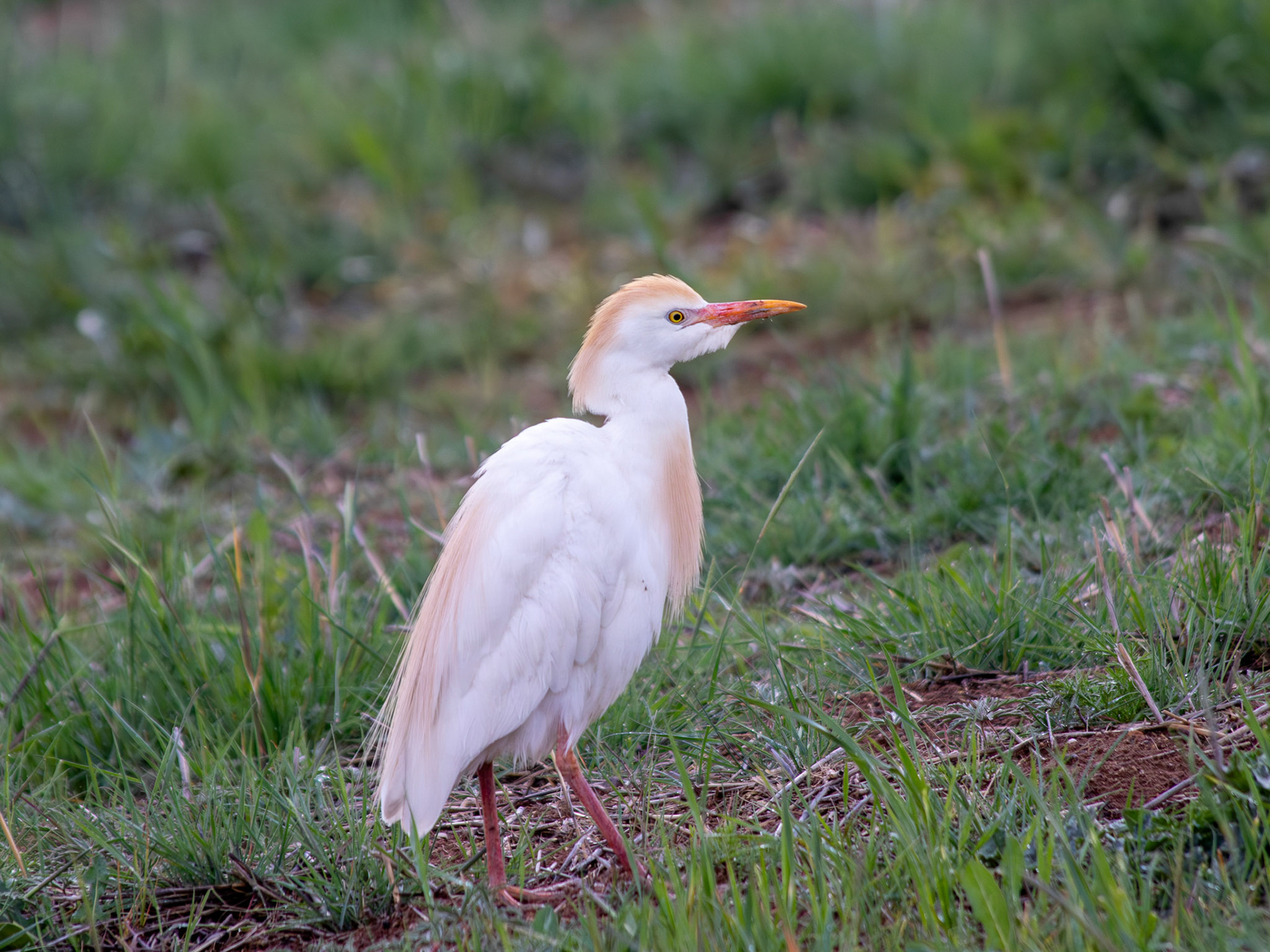 Cattle egret / Sığır balıkçılı - Gölbaşı/ANKARA