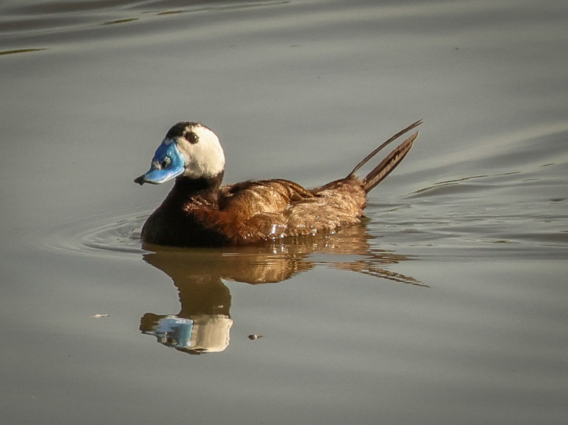 White headed duck / Dikkuyruk - Gölbaşı/ANKARA