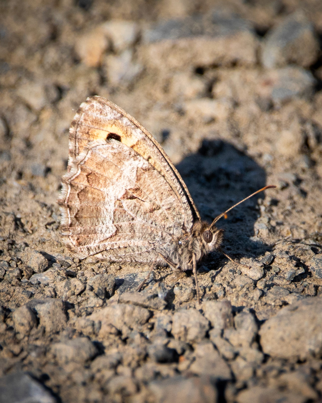 METU Yalıncak Forest