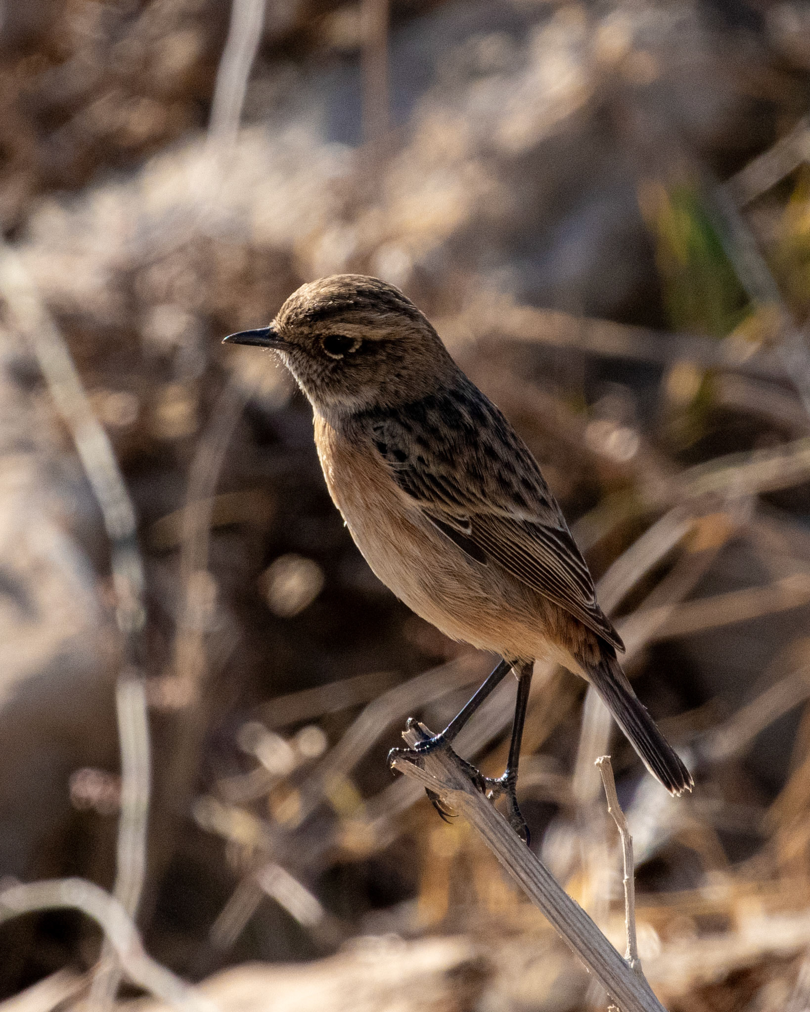 Stonechat / Taşkuşu - Koruçam/CYPRUS