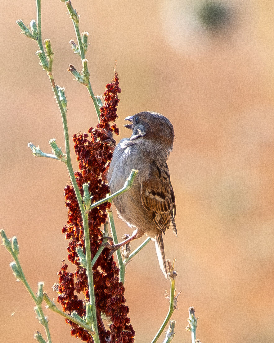 Sparrow - METU Yalıncak ForestB