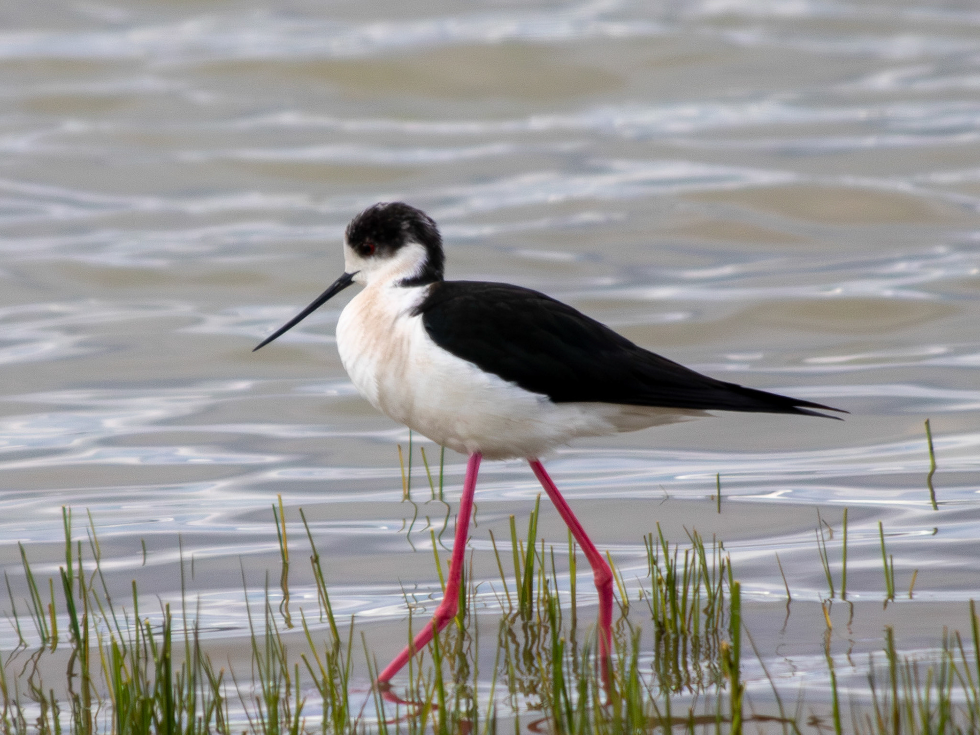 Black-winged stilt / Uzunbacak - Gölbaşı/ANKARA