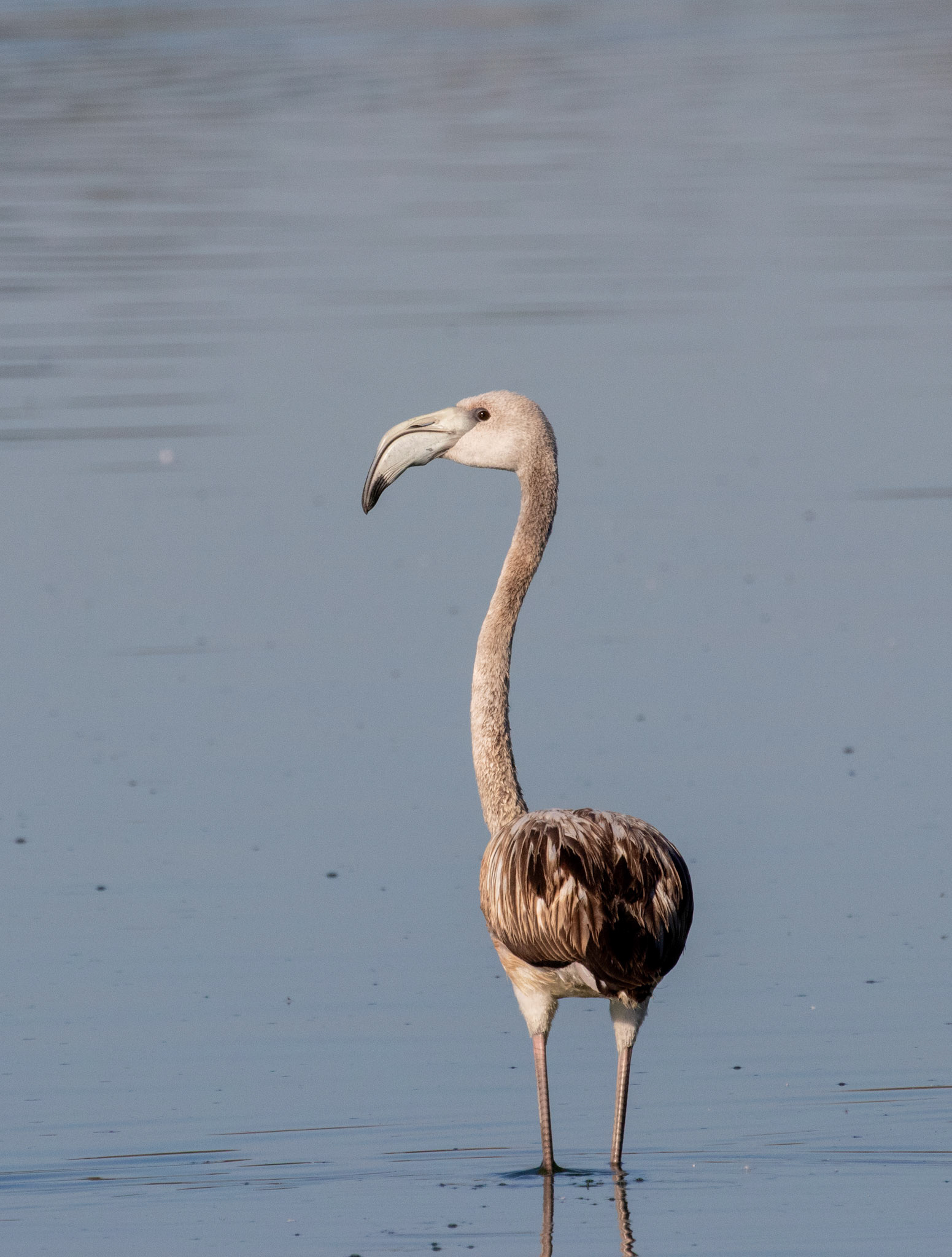 Flamingo - Mia Milia/CYPRUS